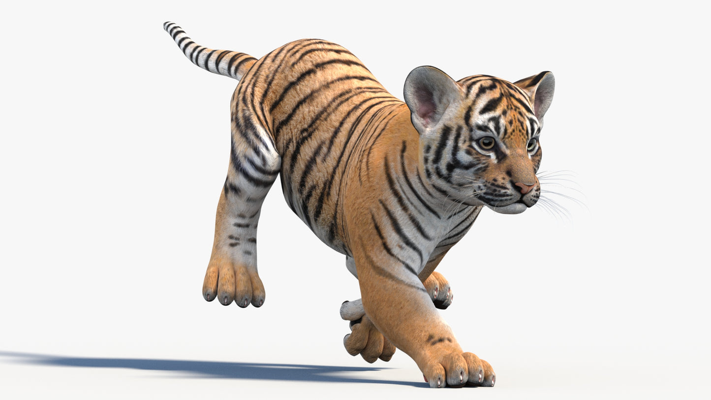 Rigged Tiger Cub 3D Model