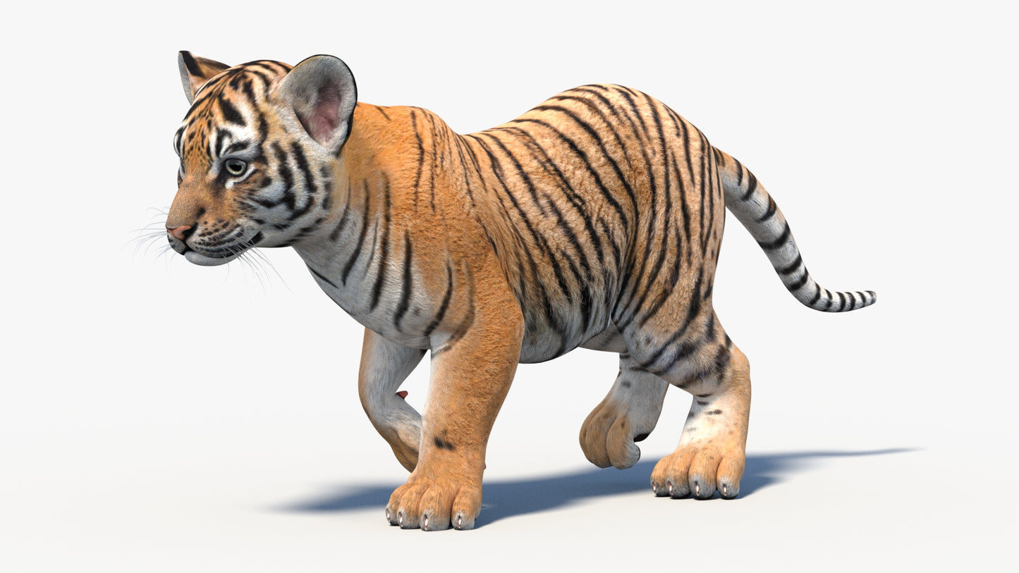 Rigged Tiger Cub 3D Model