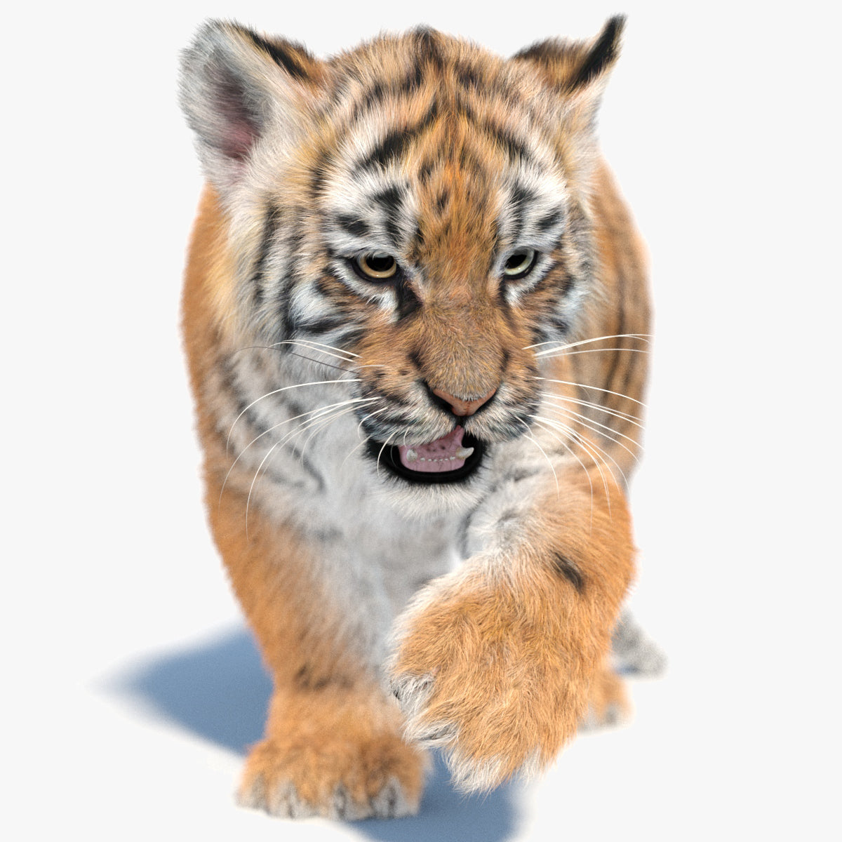 Rigged Tiger Cub 3D Model with Groomed Hair