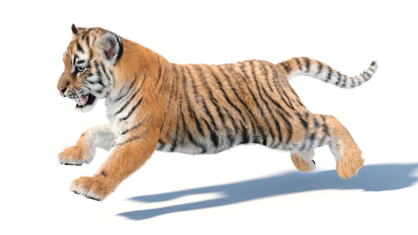 Rigged Tiger Cub 3D Model with Groomed Hair