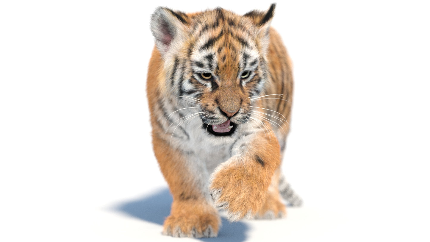 Rigged Tiger Cub 3D Model with Groomed Hair
