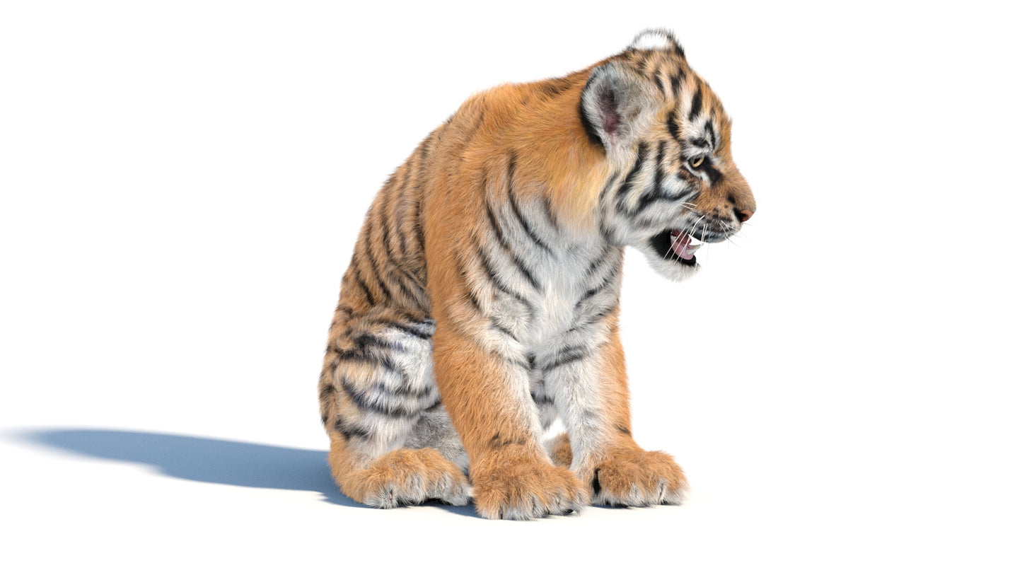 Rigged Tiger Cub 3D Model with Groomed Hair