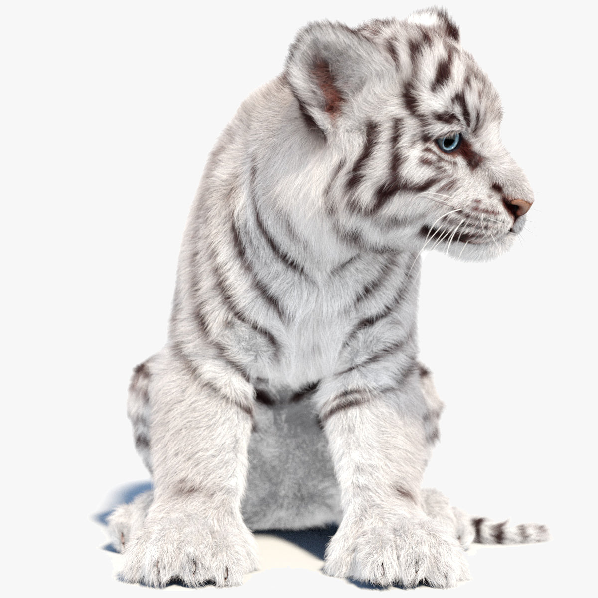 Rigged white Tiger Cub 3D Model with Groomed Hair