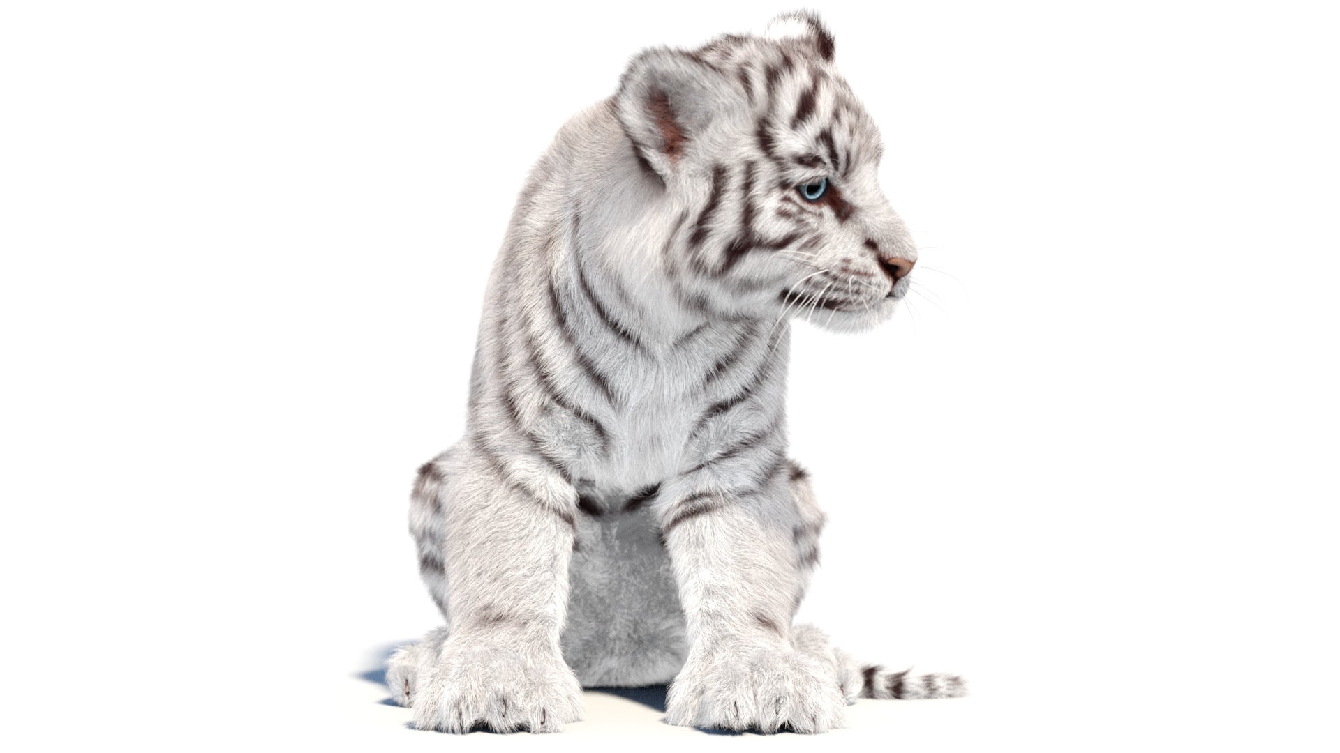 Rigged white Tiger Cub 3D Model with Groomed Hair