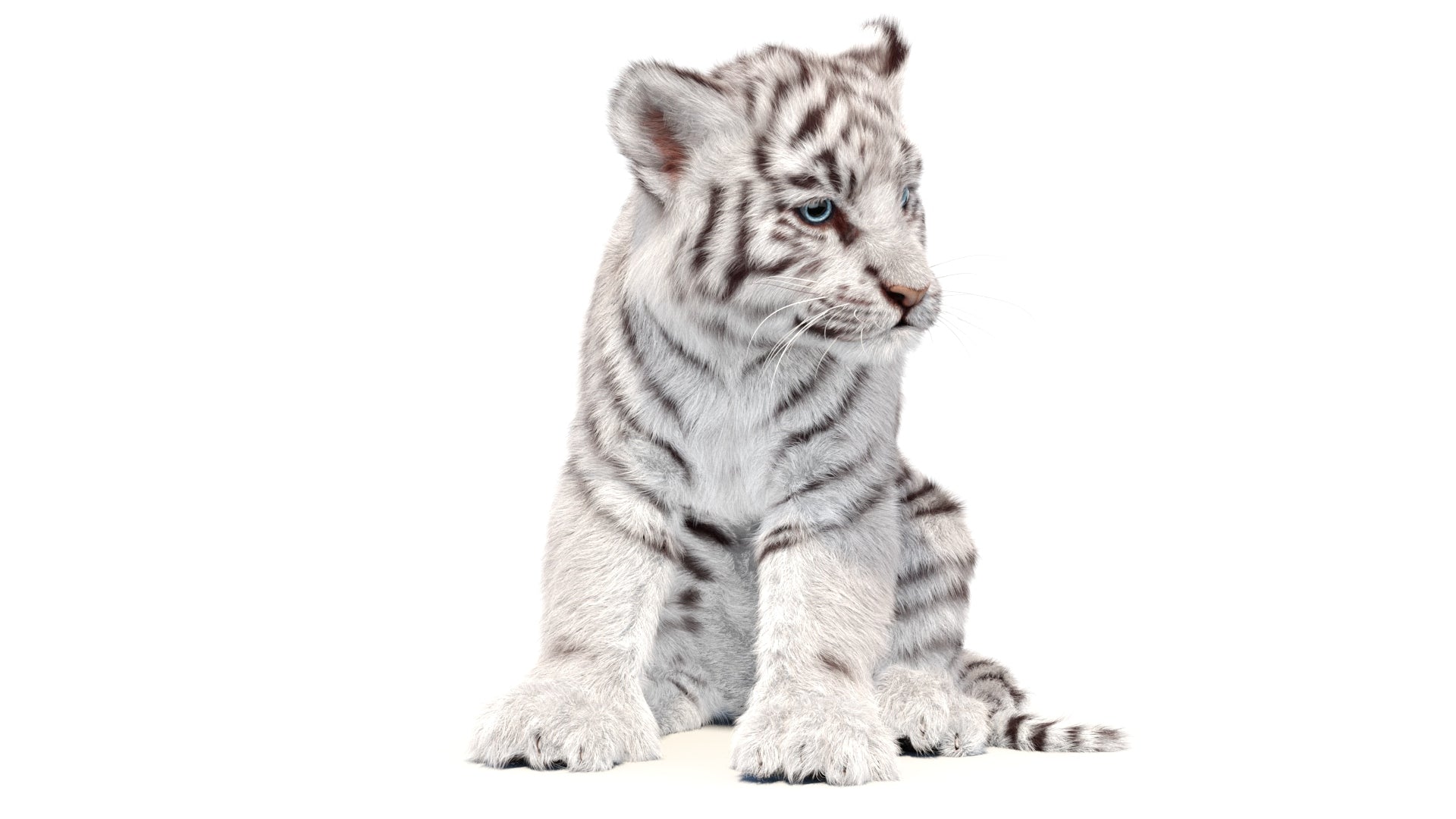 Rigged white Tiger Cub 3D Model with Groomed Hair