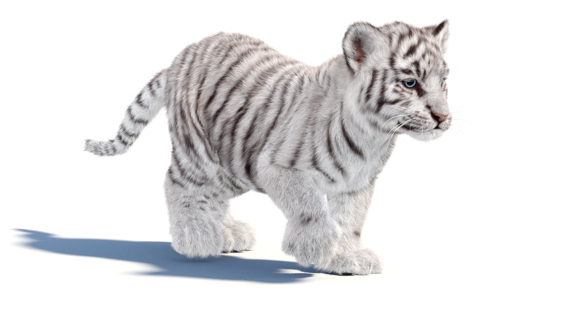 Rigged white Tiger Cub 3D Model with Groomed Hair