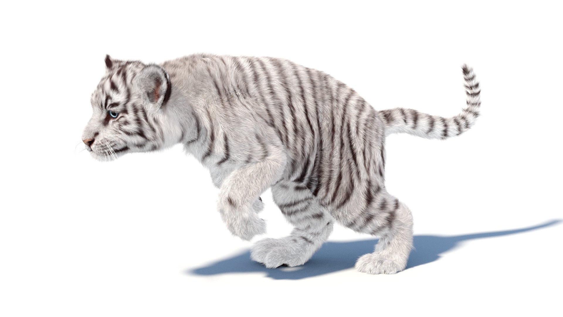 Rigged white Tiger Cub 3D Model with Groomed Hair