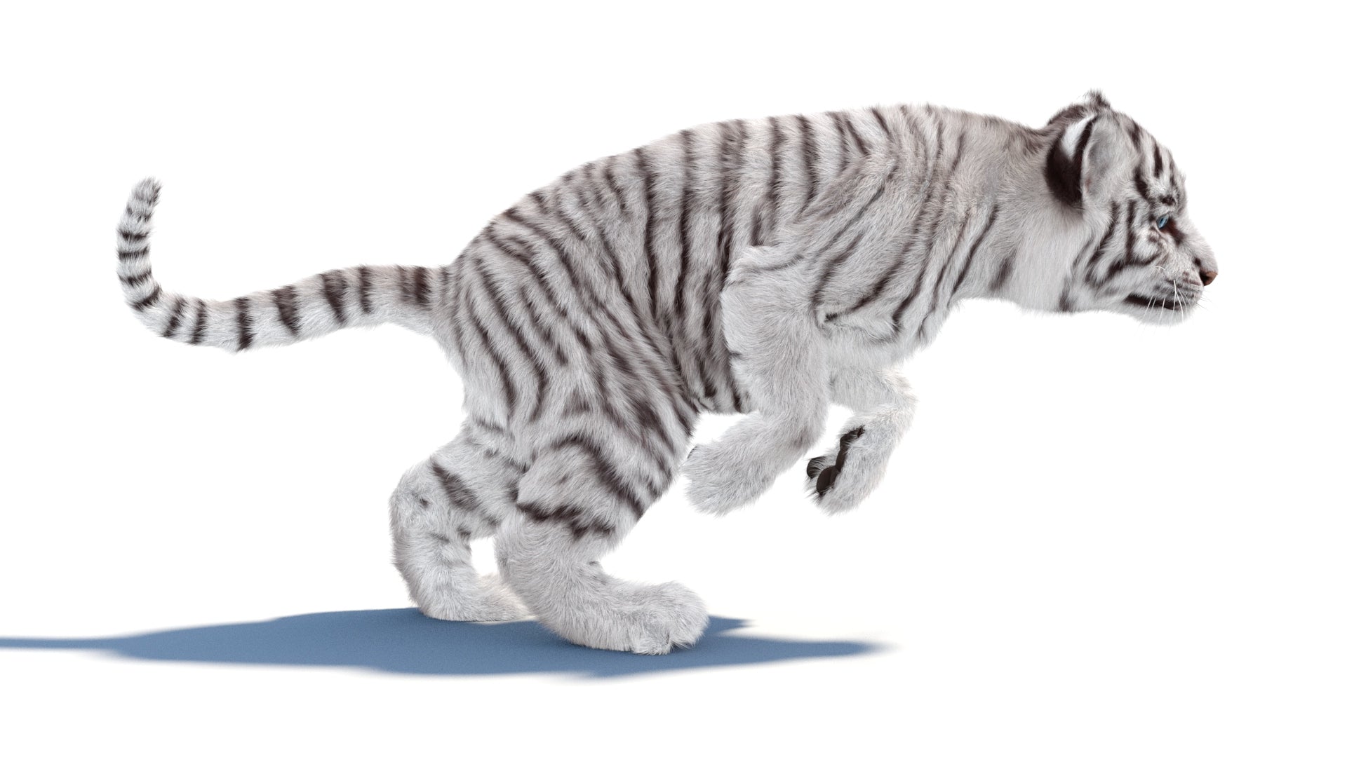 Rigged white Tiger Cub 3D Model with Groomed Hair