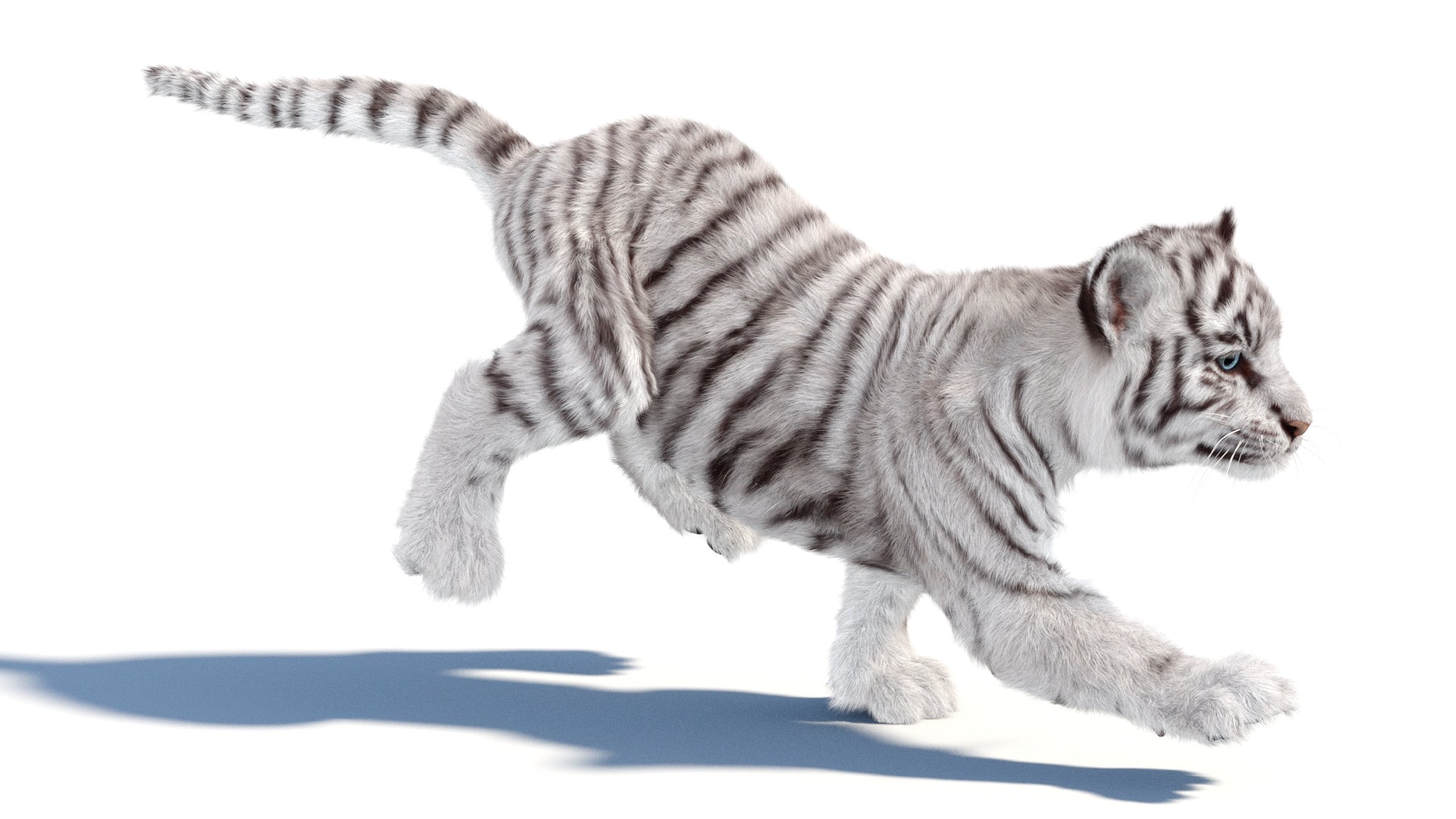 Rigged white Tiger Cub 3D Model with Groomed Hair