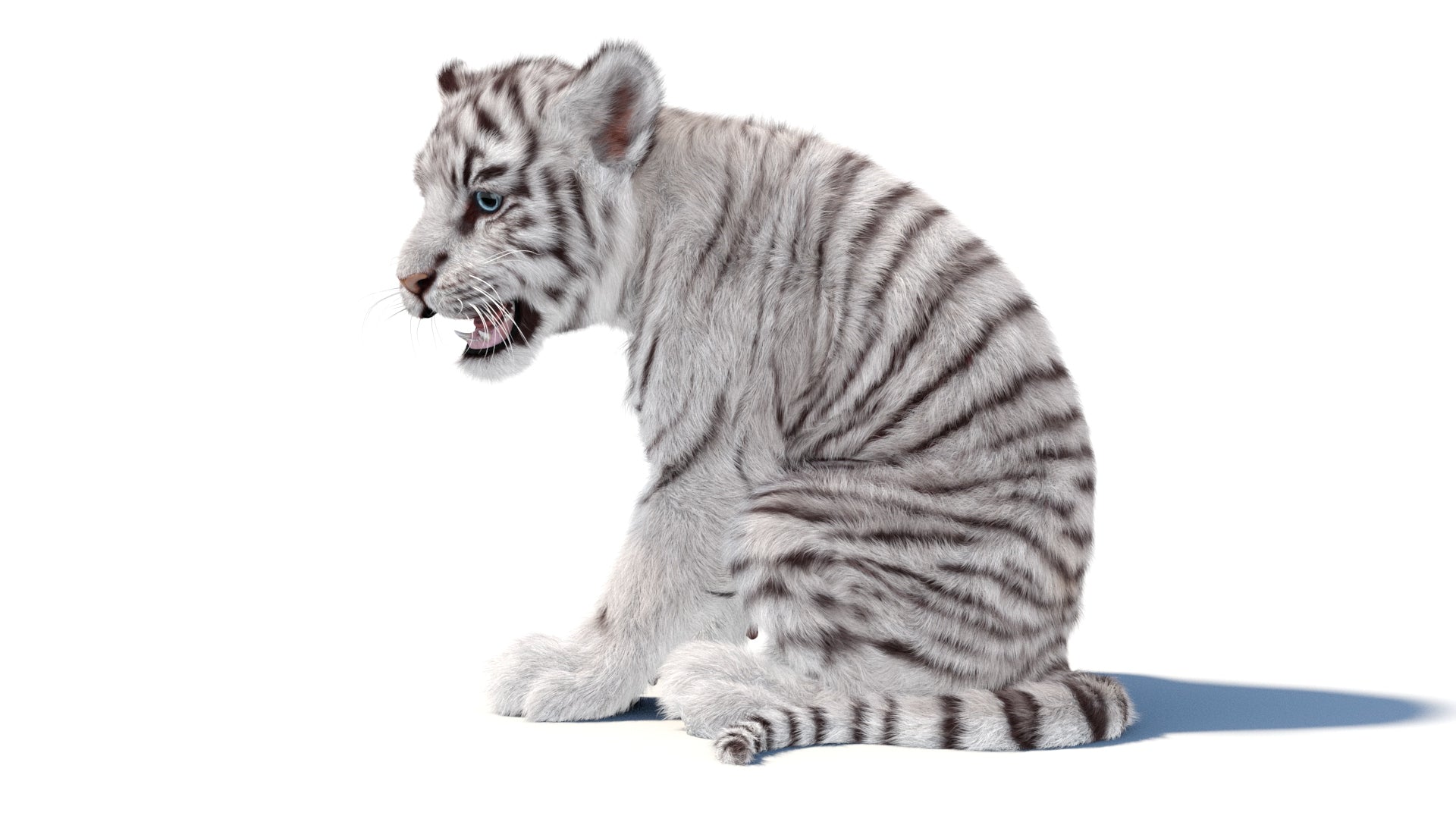 Rigged white Tiger Cub 3D Model with Groomed Hair