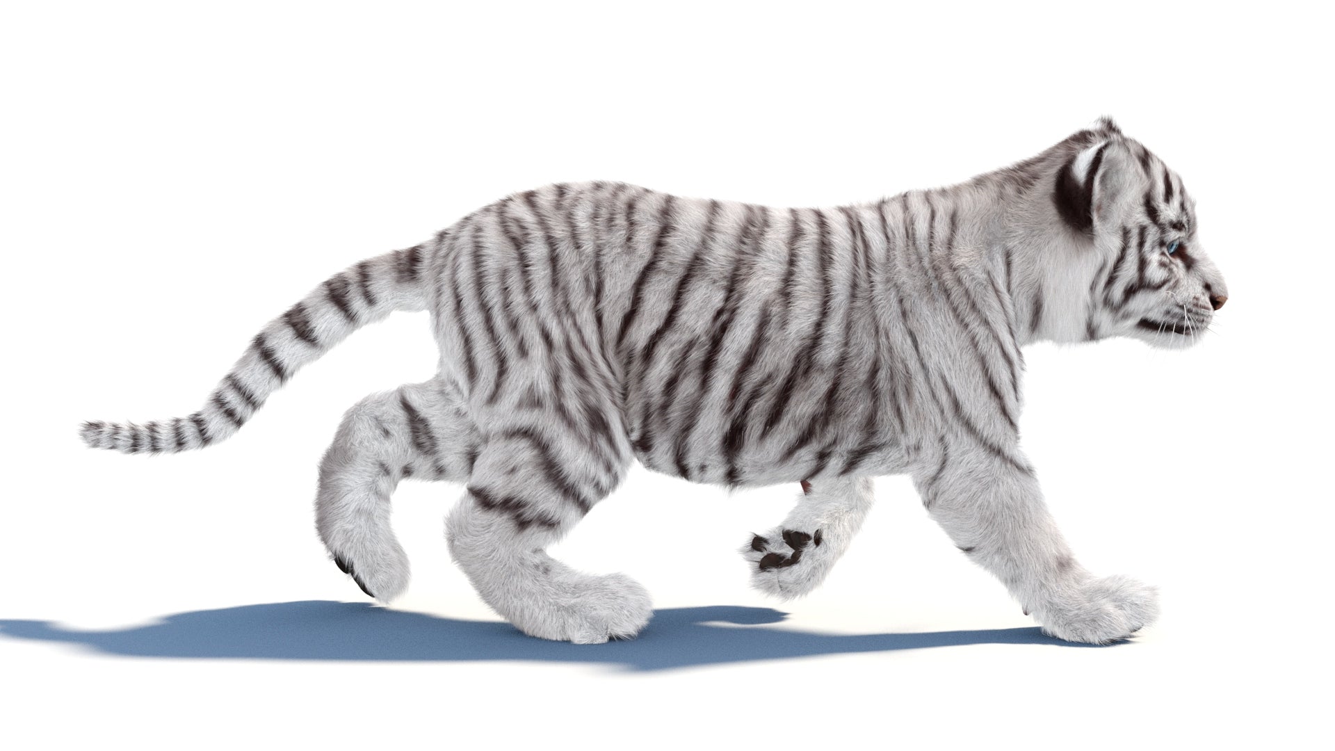 Rigged white Tiger Cub 3D Model with Groomed Hair