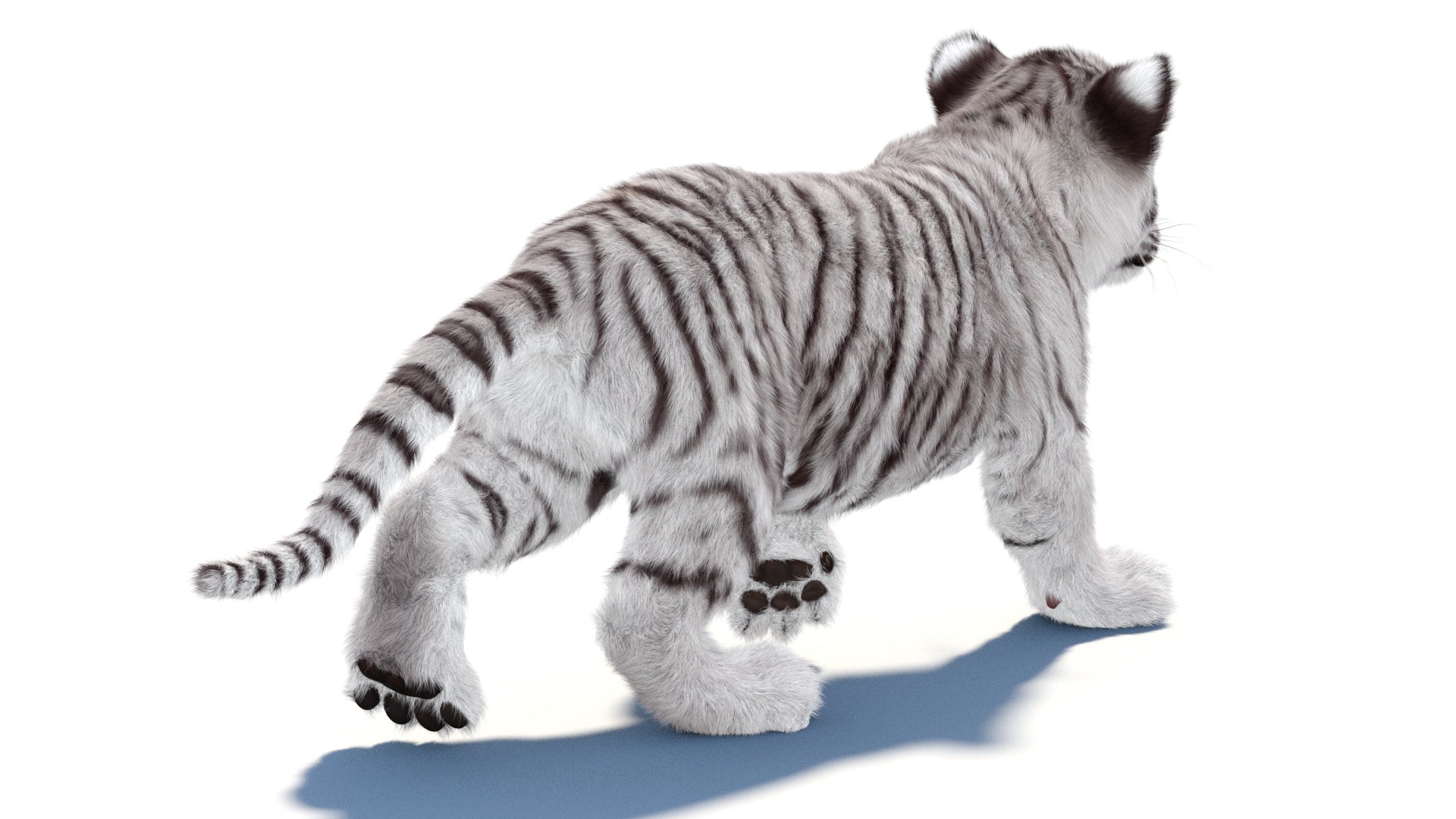 Rigged white Tiger Cub 3D Model with Groomed Hair