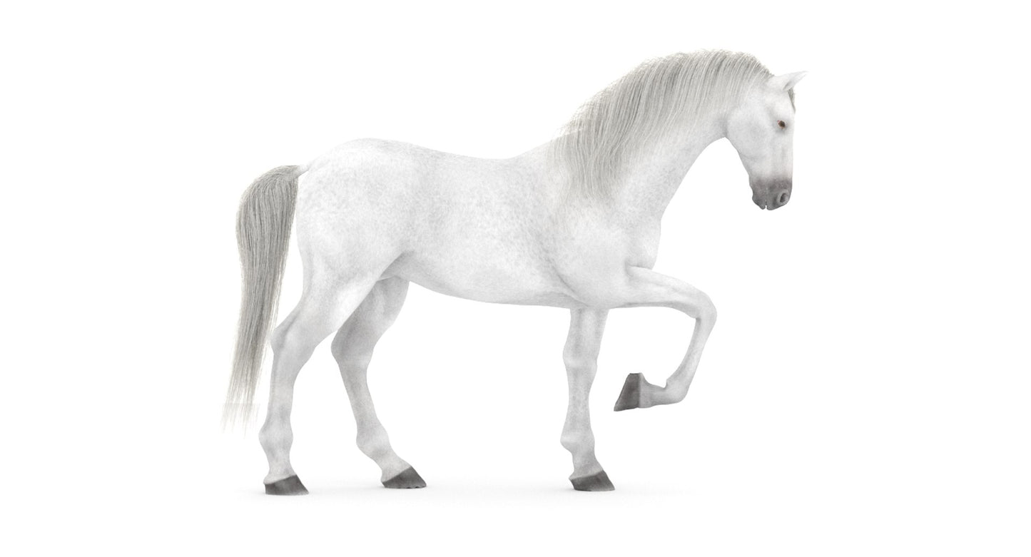 White Horse 3D Model Rigged