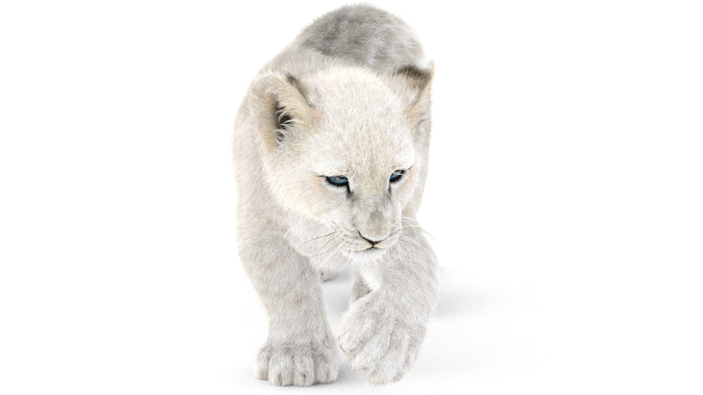 Rigged White Fur Lion Cub 3D Model