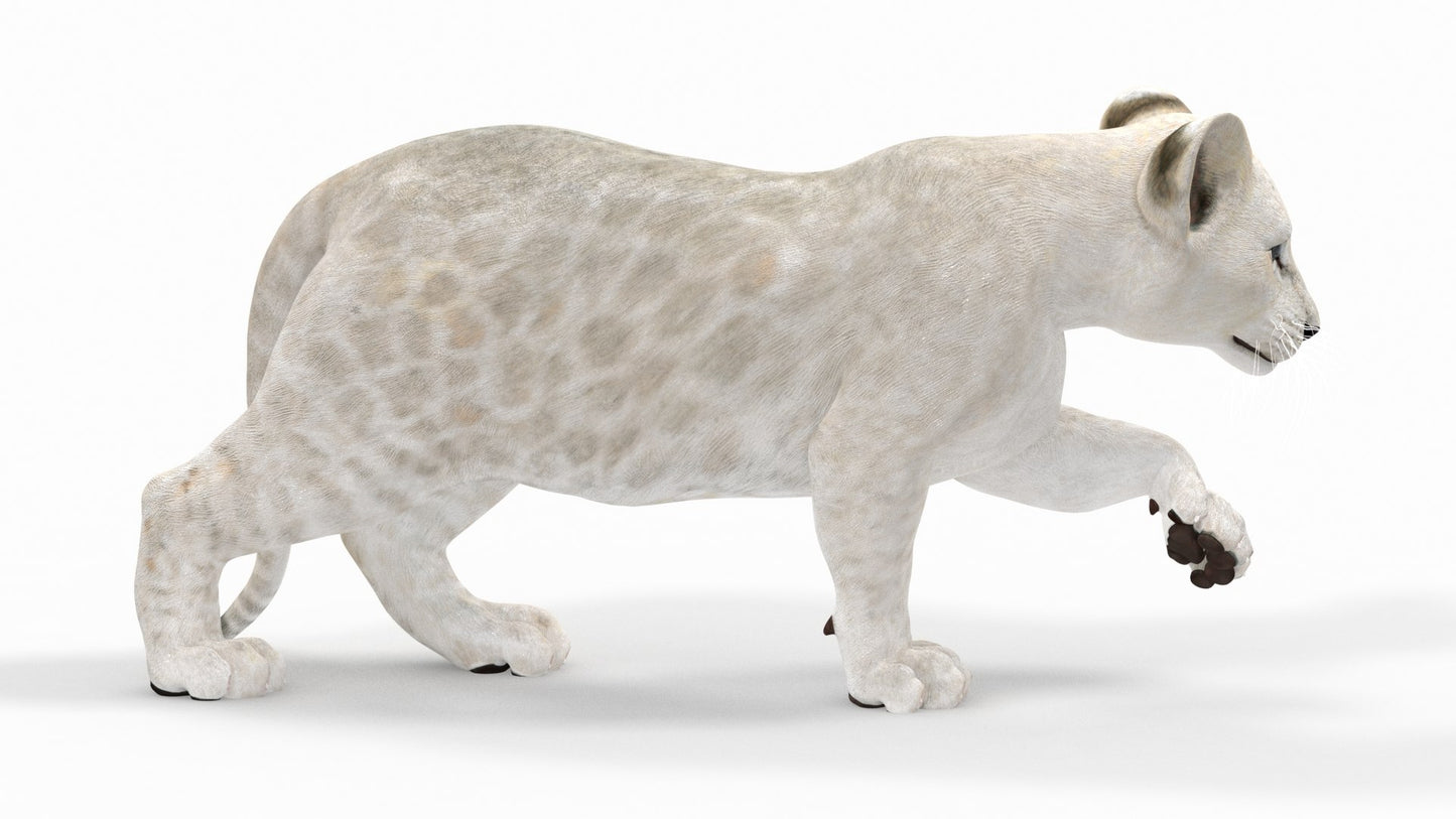 Rigged White Lion Cub 3D Model