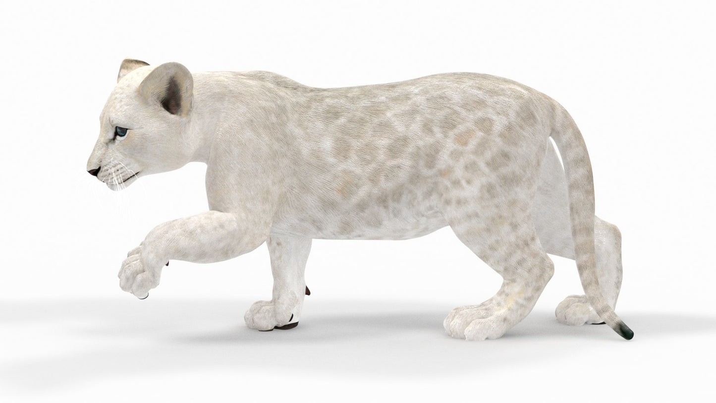 Rigged White Lion Cub 3D Model