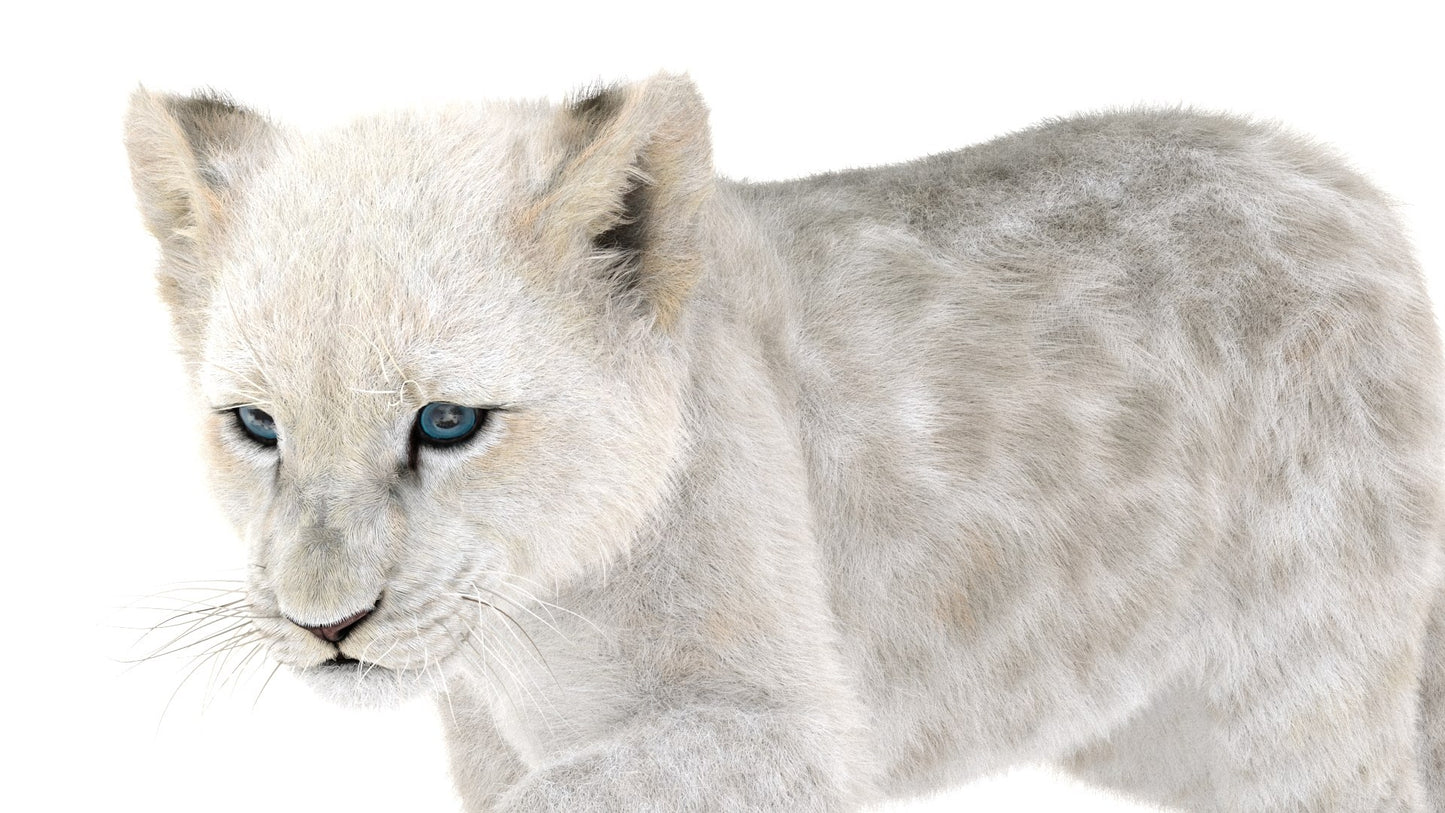 Rigged White Fur Lion Cub 3D Model