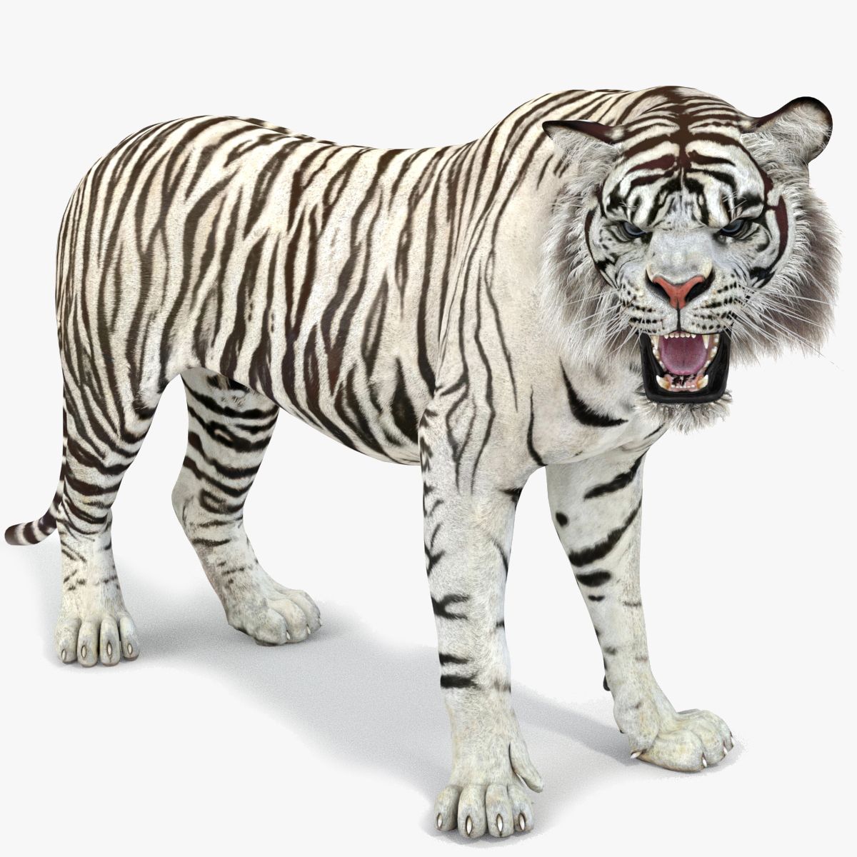 Rigged Sumatran White Tiger 3D Model