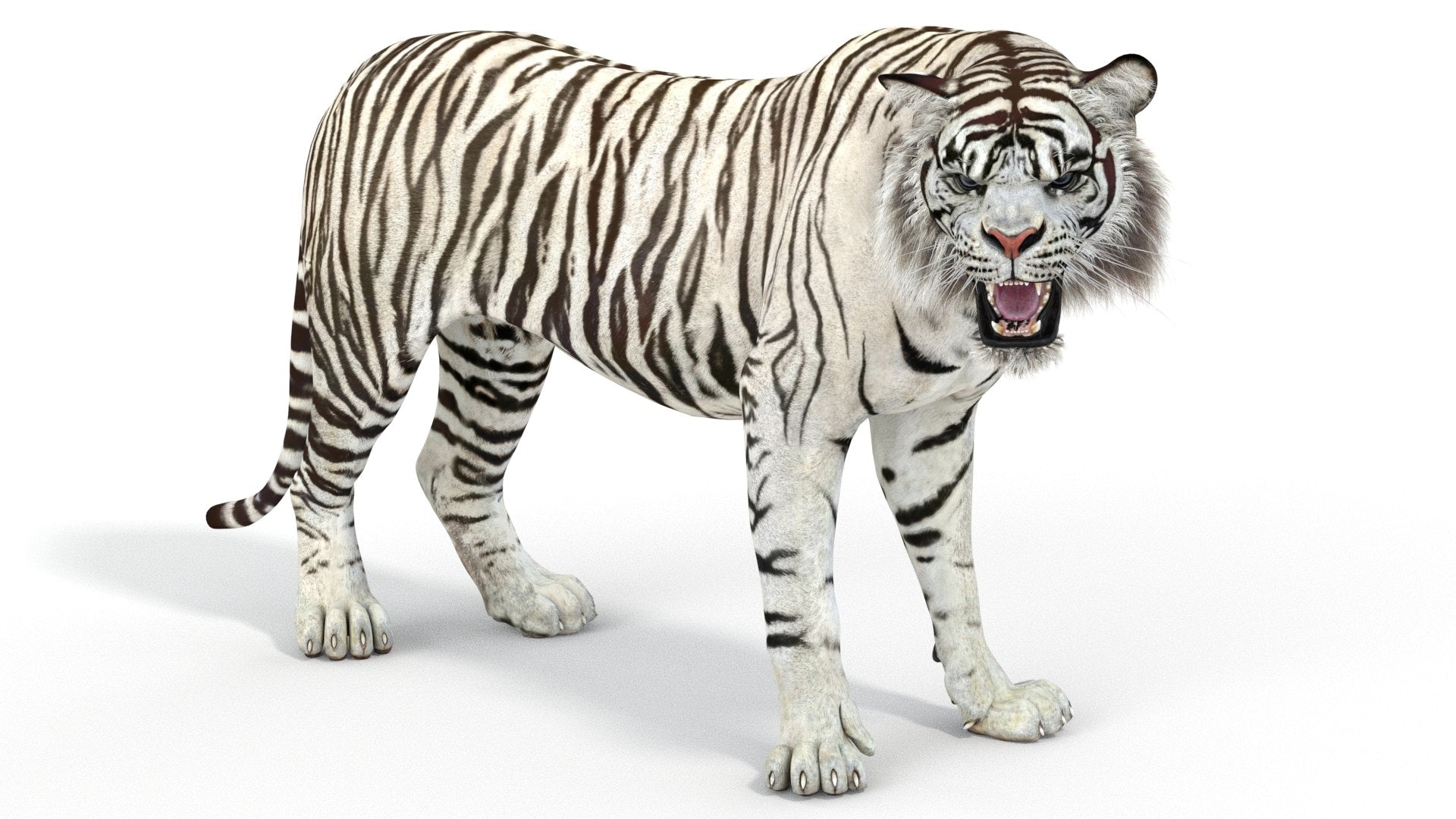 Rigged Sumatran White Tiger 3D Model