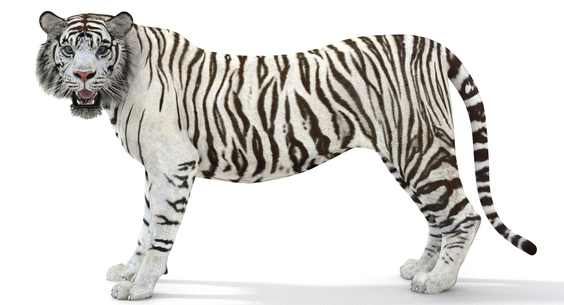 Rigged Sumatran White Tiger 3D Model