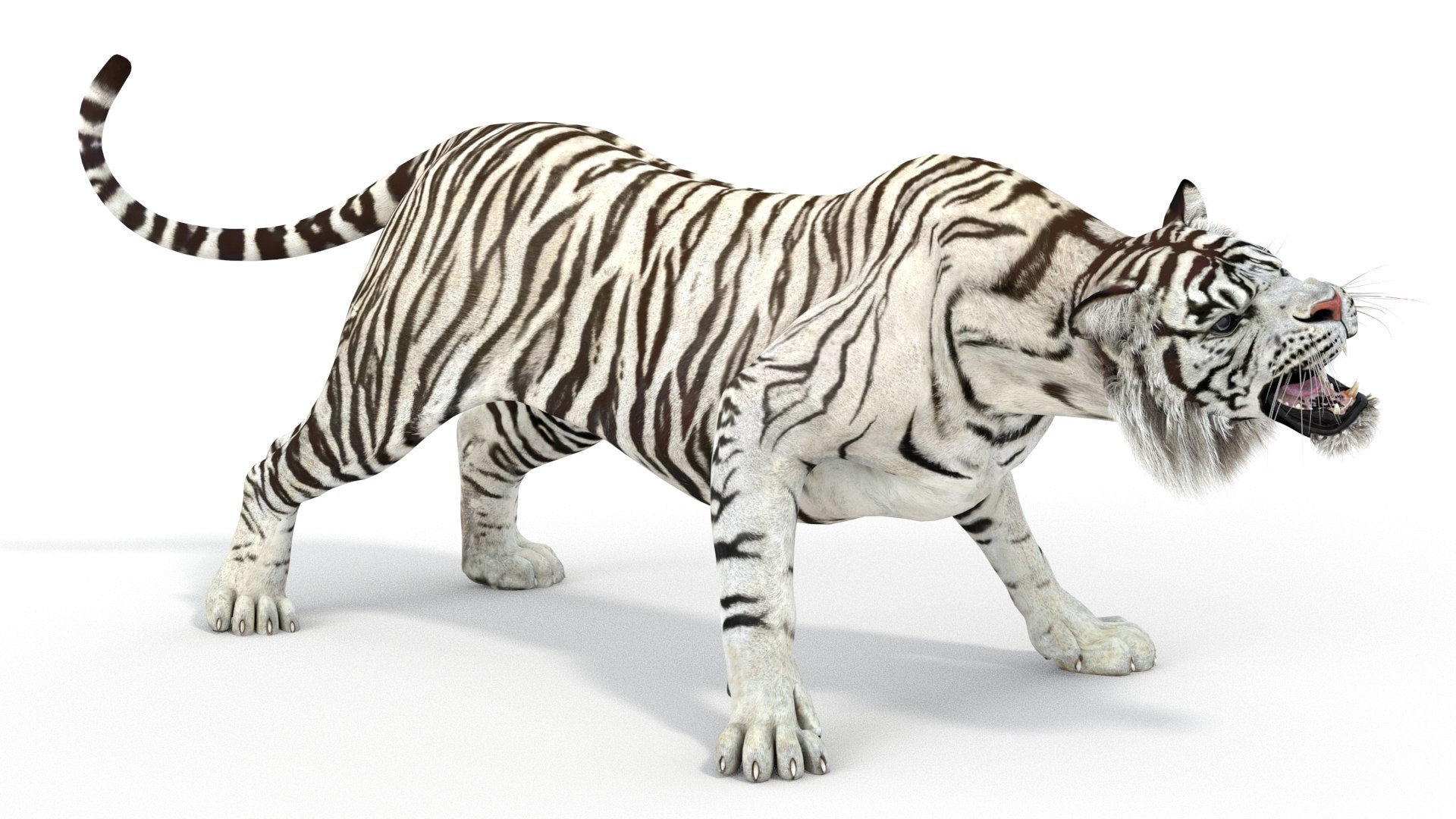 Rigged Sumatran White Tiger 3D Model
