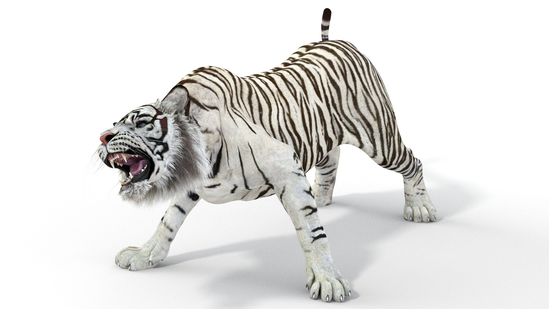 Rigged Sumatran White Tiger 3D Model
