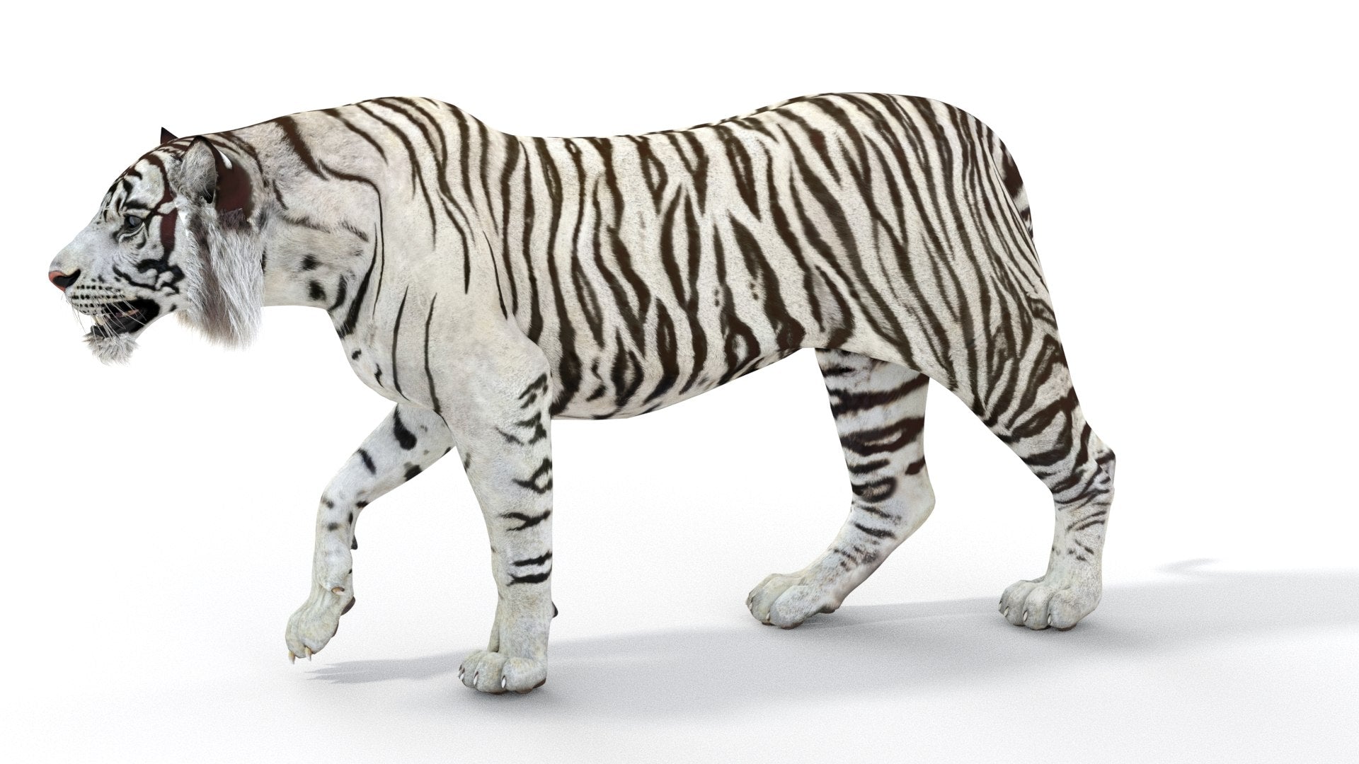 Rigged Sumatran White Tiger 3D Model
