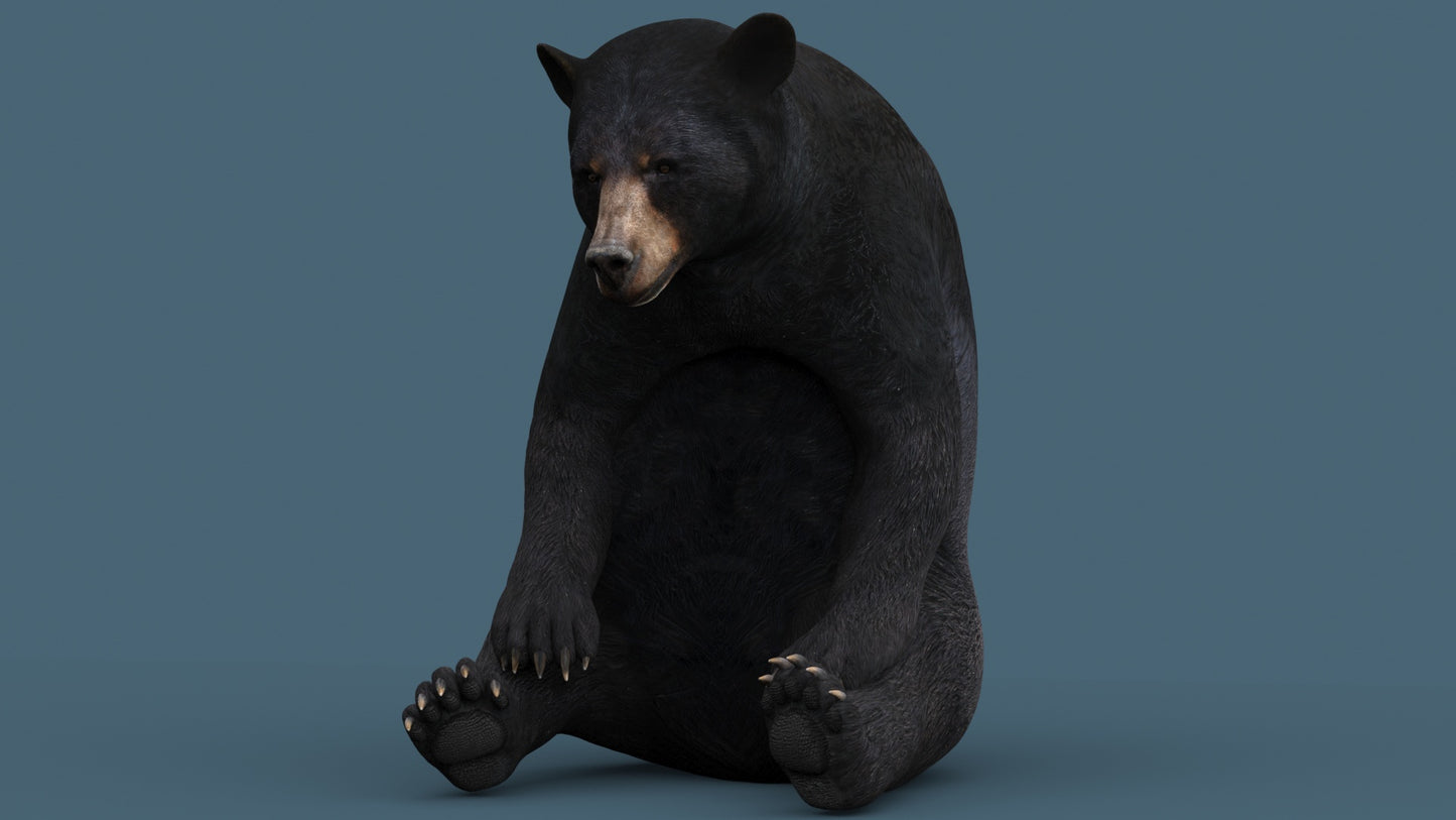 Black Bear 3D Model Rigged for Download