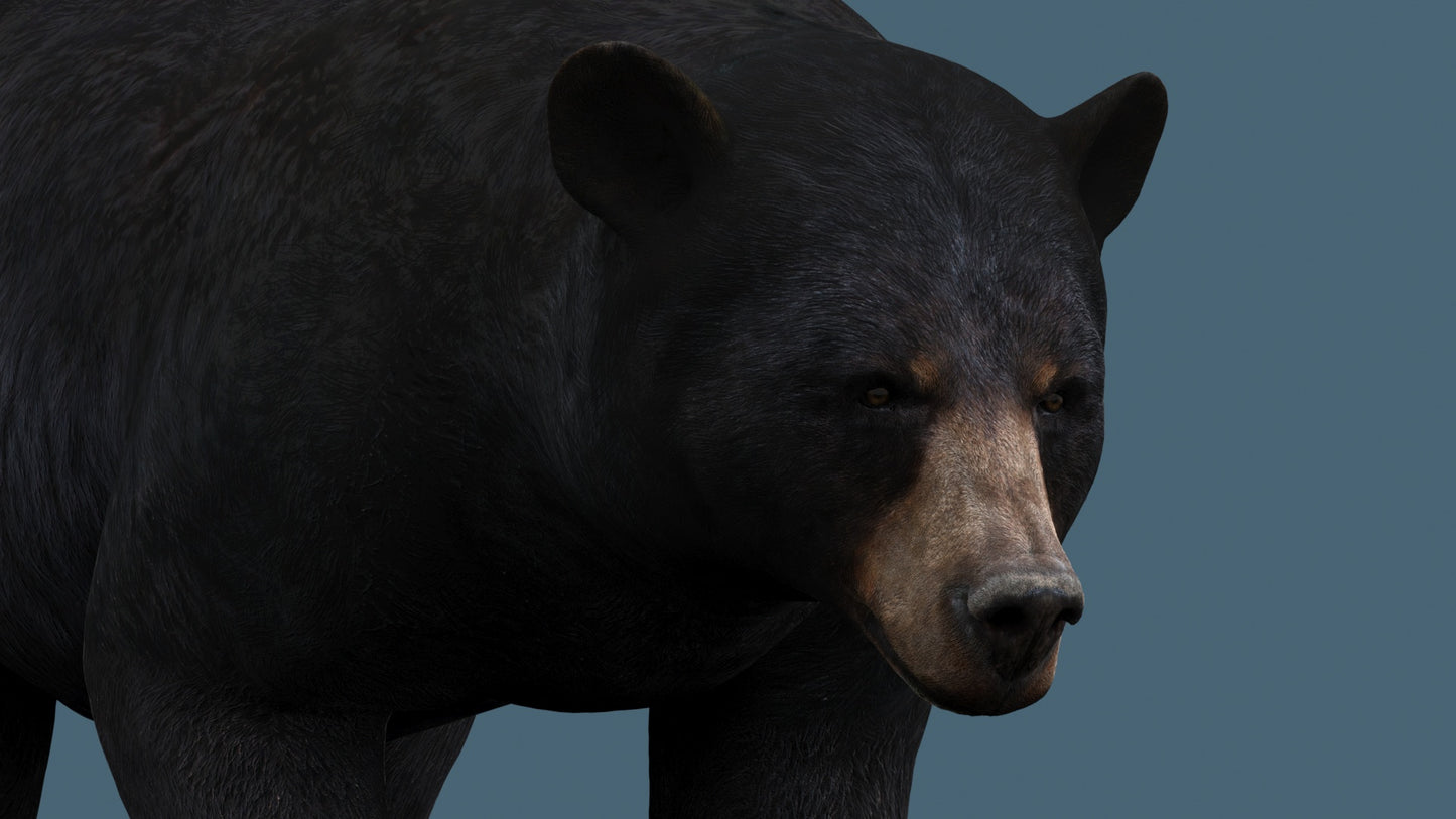 Rigged Black Bear 3D Model for Download - Close Up View