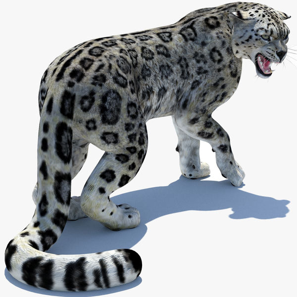 Snow Leopard 3D Model Rigged