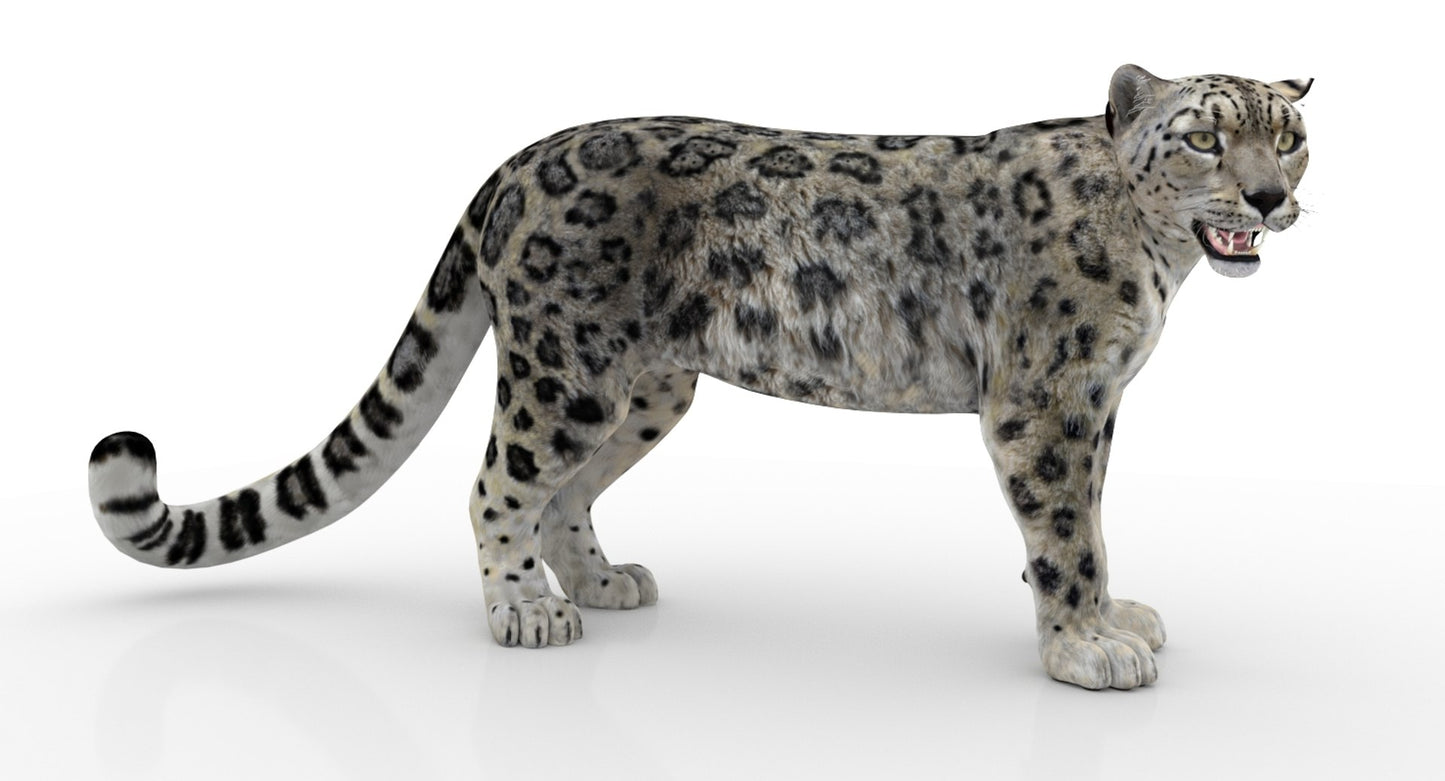Rigged Snow Leopard 3D Model