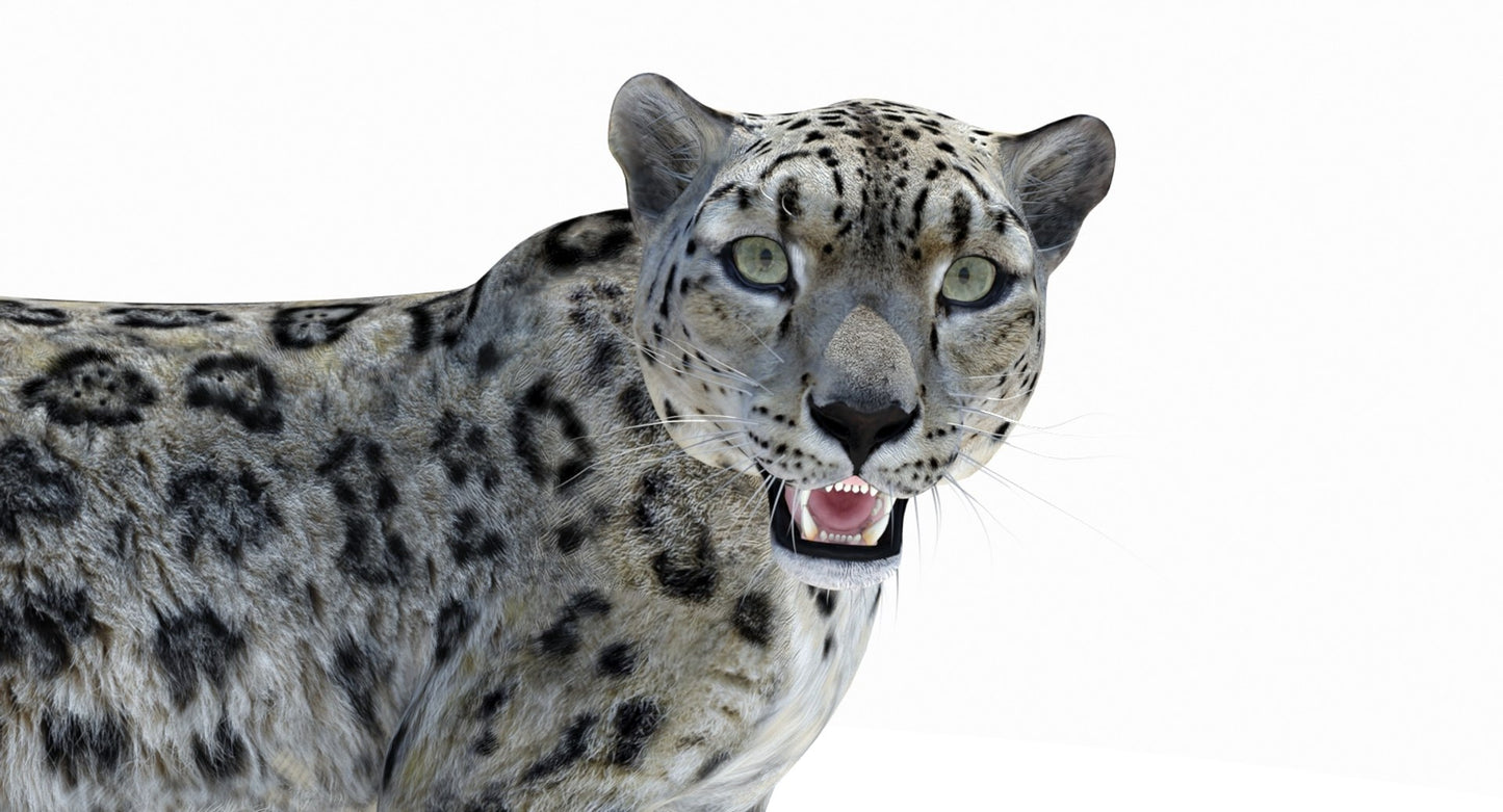 Rigged Snow Leopard 3D Model