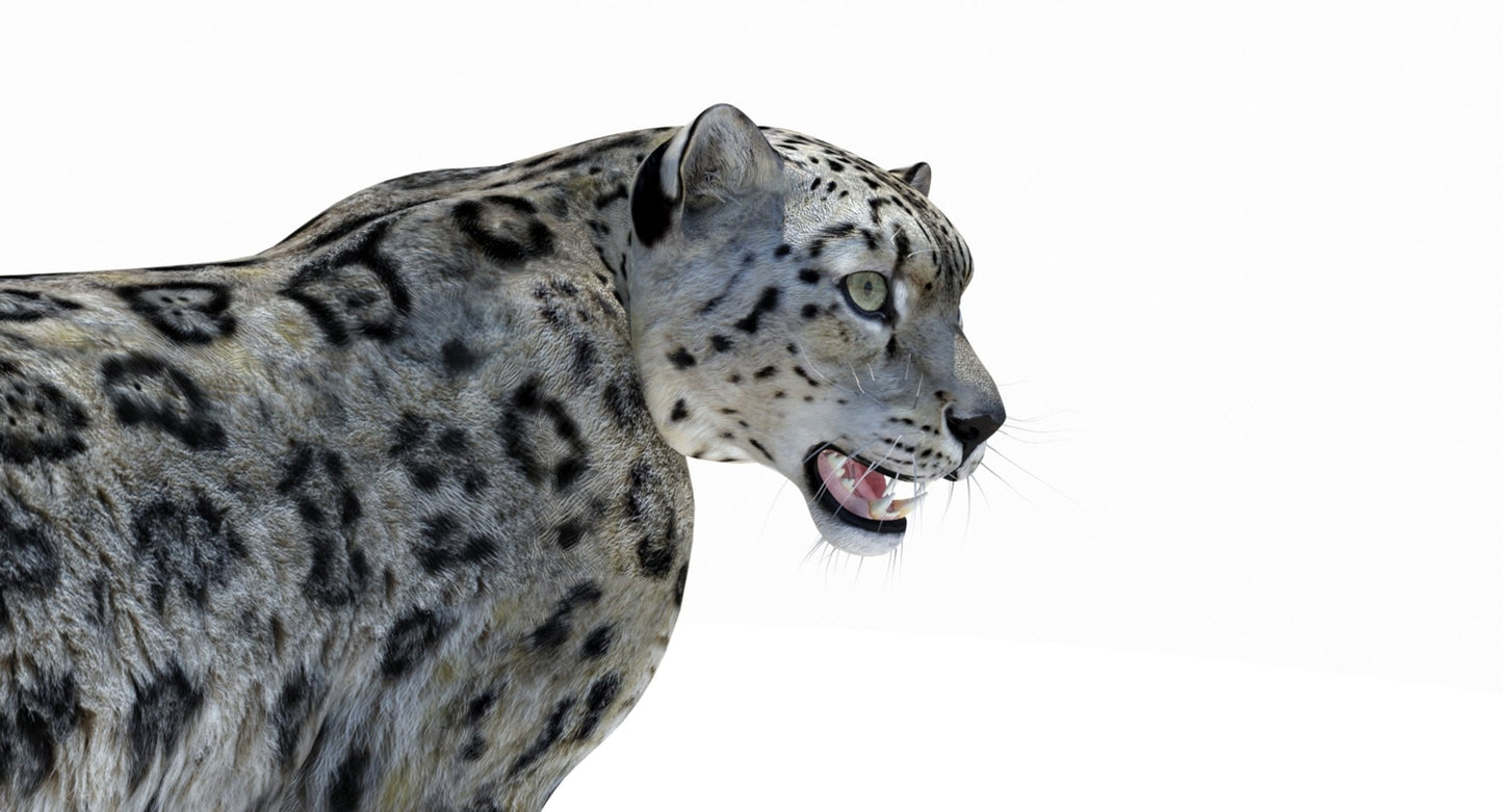 Rigged Snow Leopard 3D Model