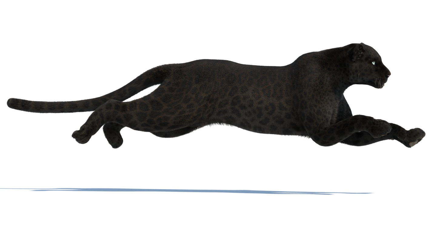 Black panther 3D model running, side view—realistic fur, VFX/game-ready