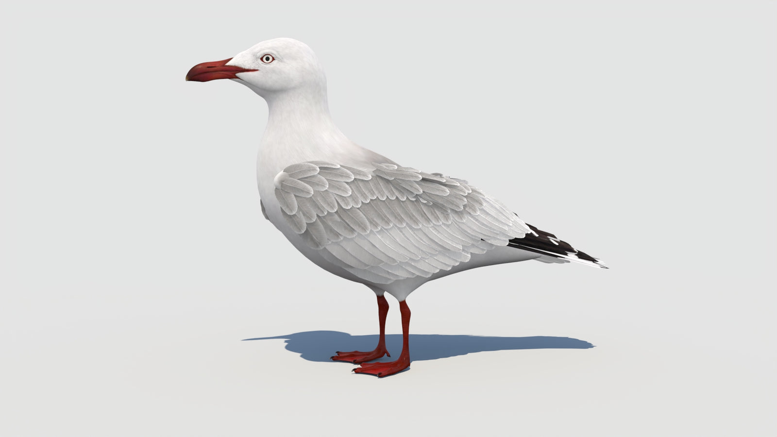 조작된 갈매기 3D 모델 360° view 1 frame 2