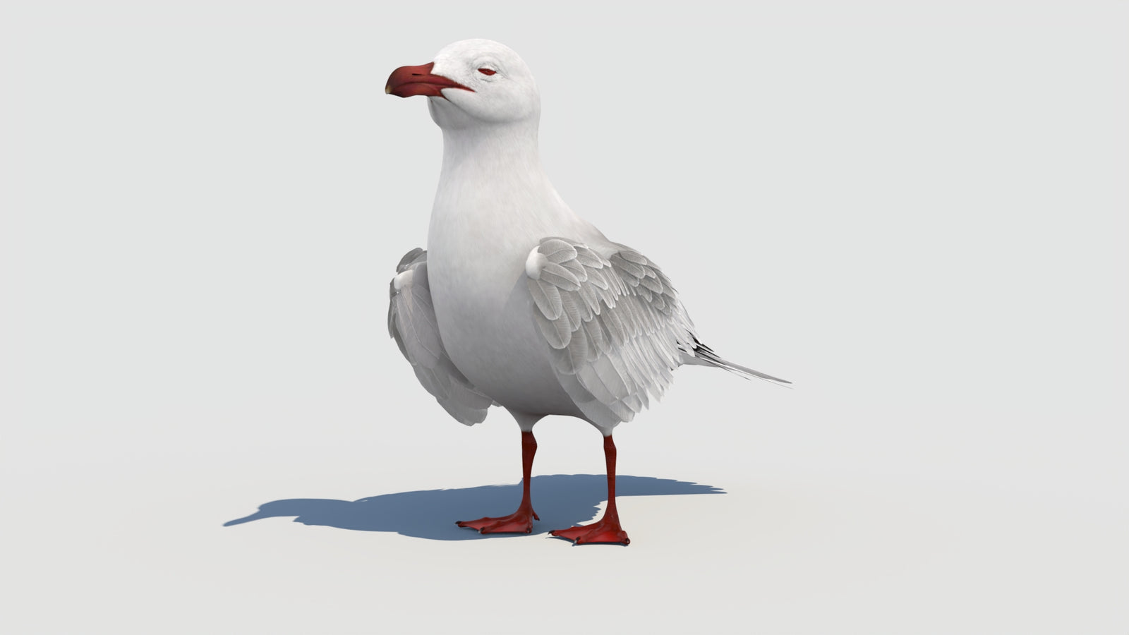 Animated Seagull 3D Model 360° view 1 frame 6