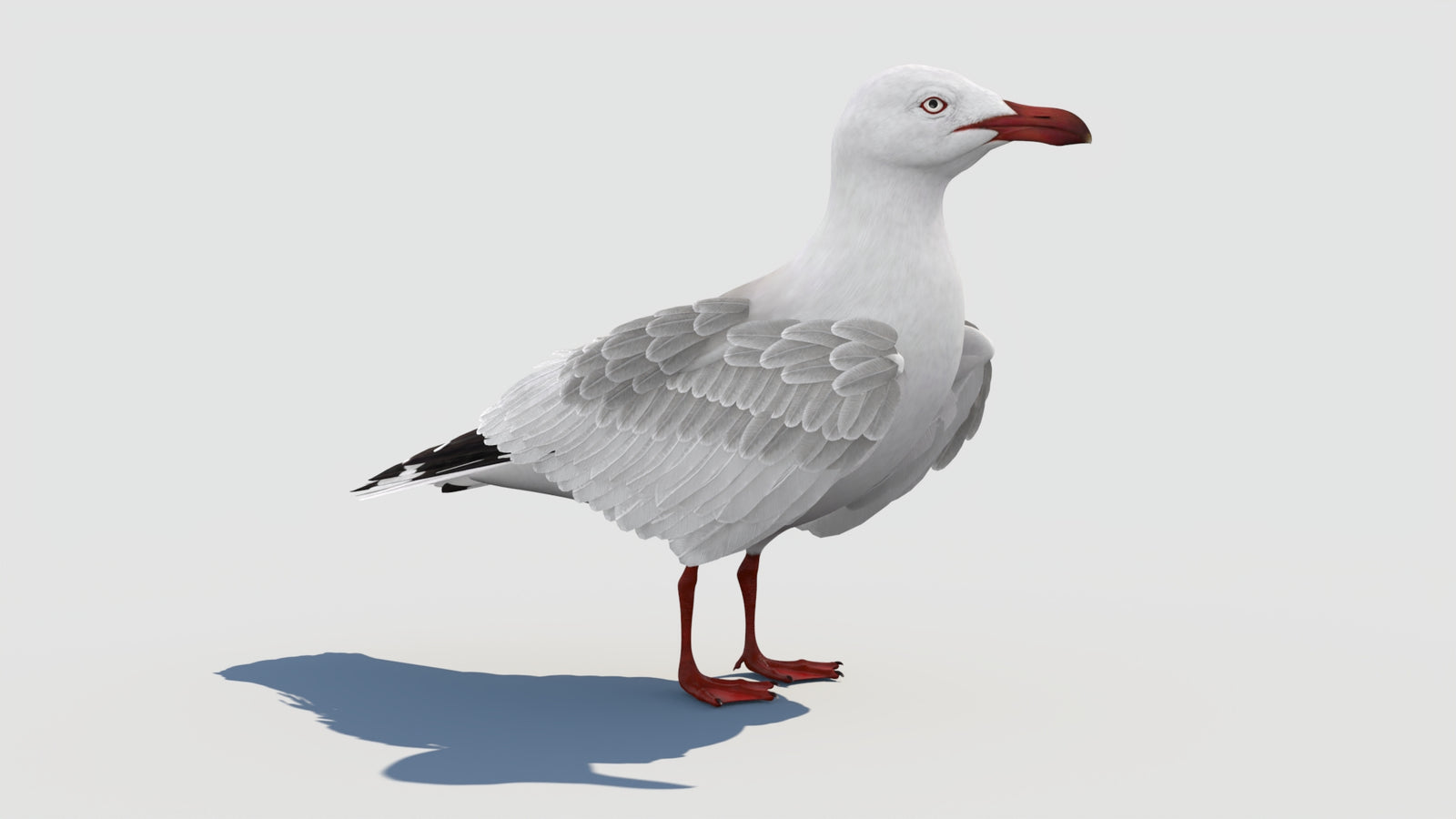 Animated Seagull 3D Model 360° view 1 frame 15