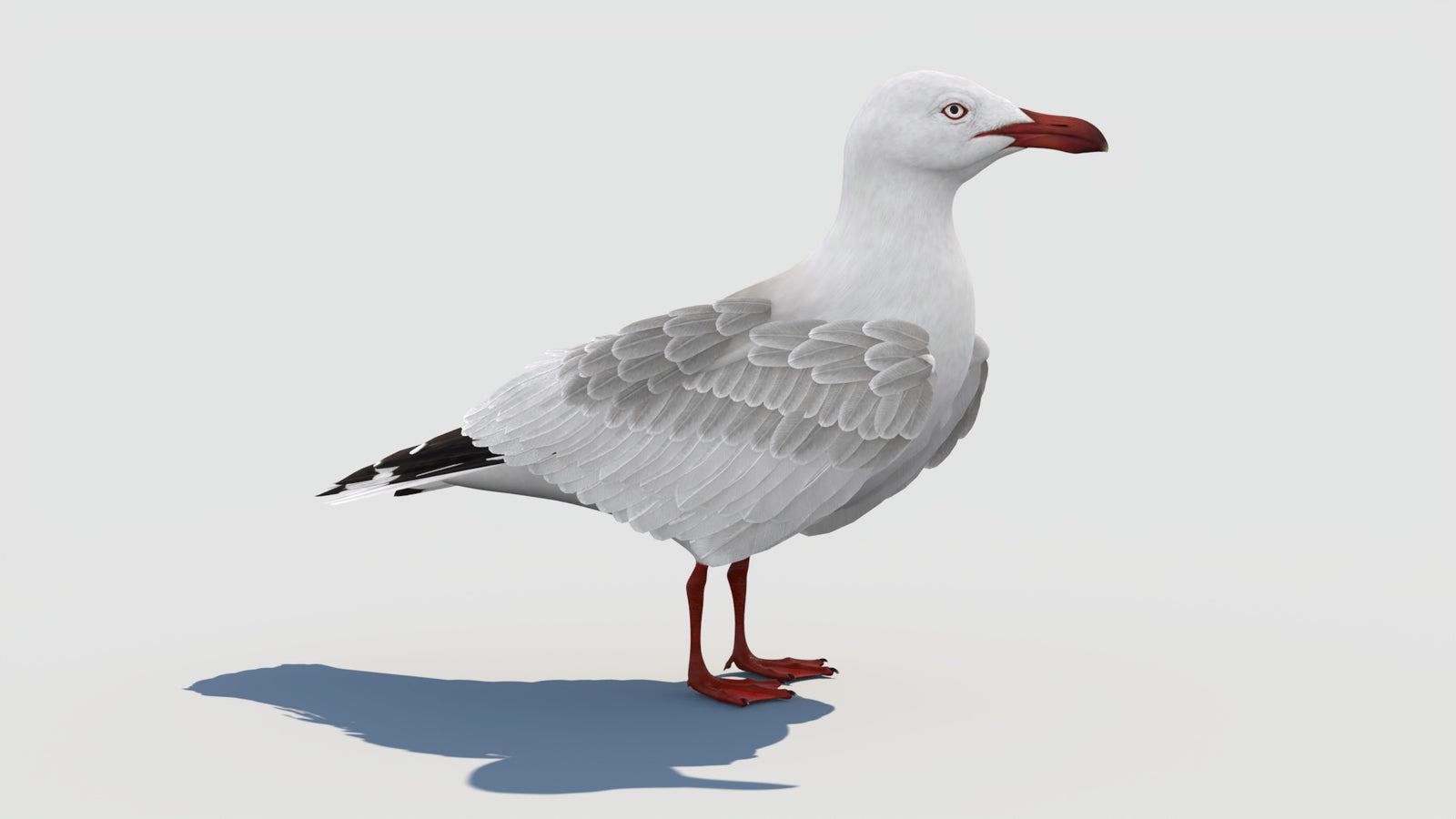 Animated Seagull 3D Model 360° view 1 frame 16