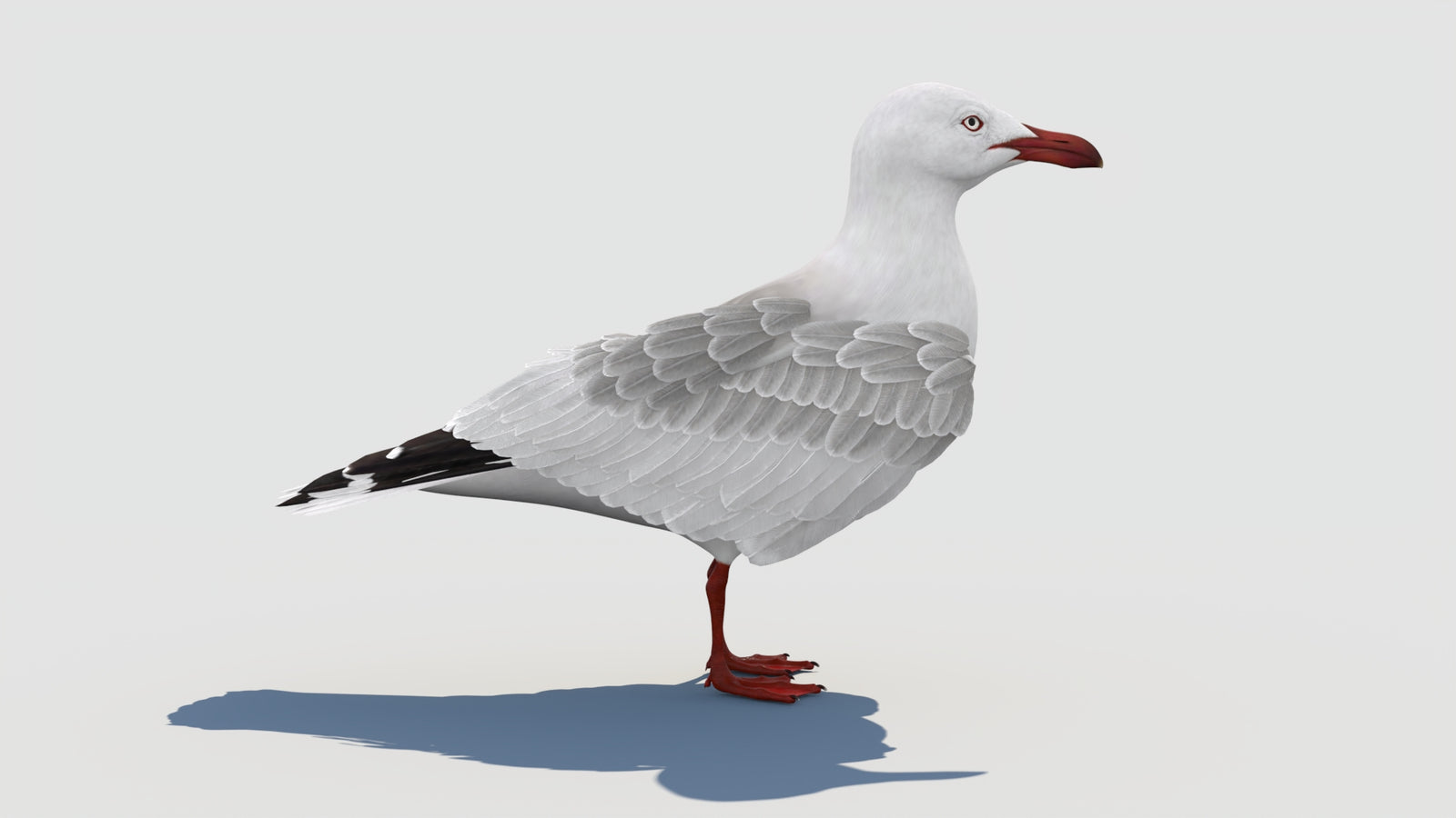 Animated Seagull 3D Model 360° view 1 frame 18