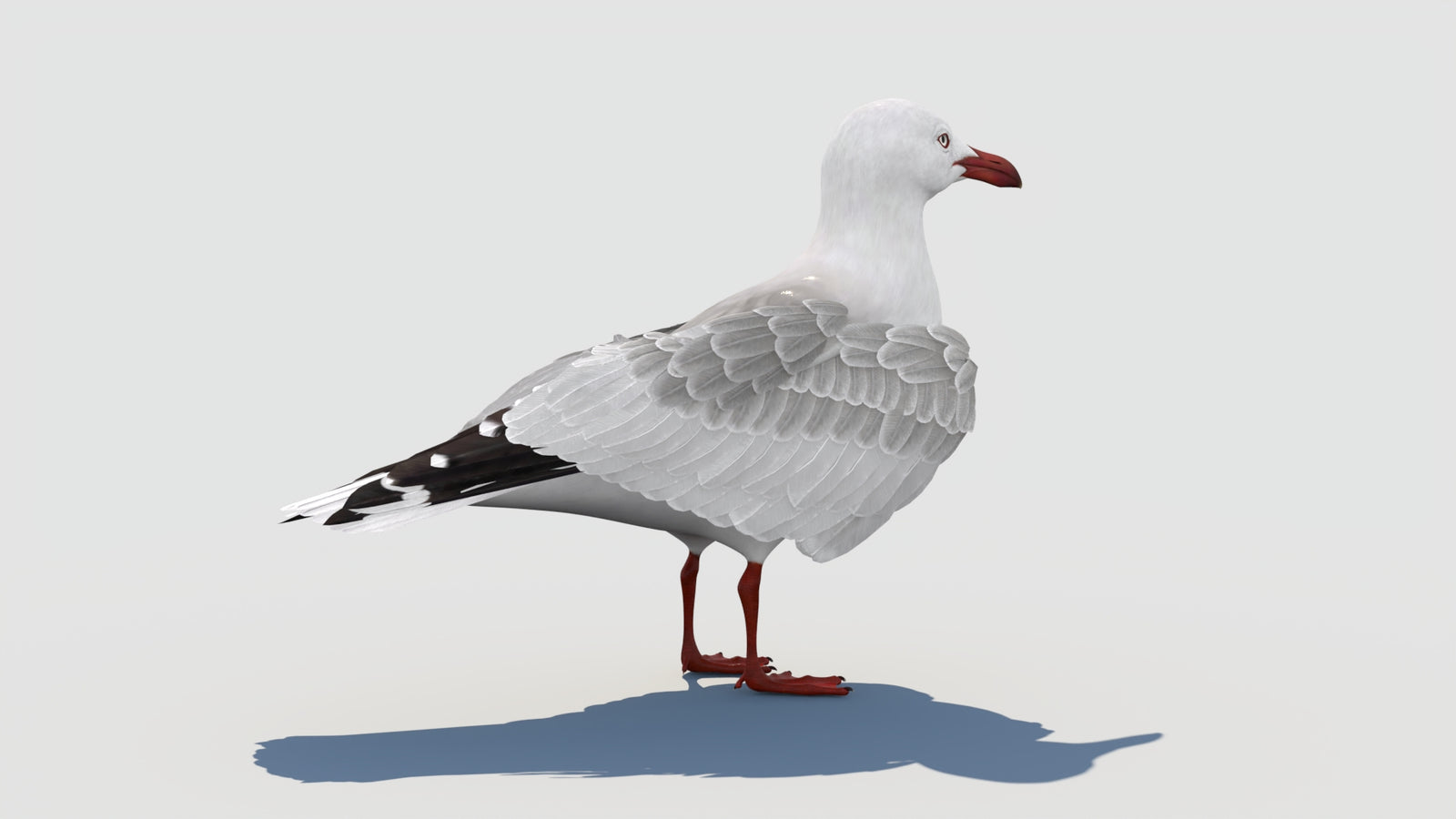 Animated Seagull 3D Model 360° view 1 frame 21