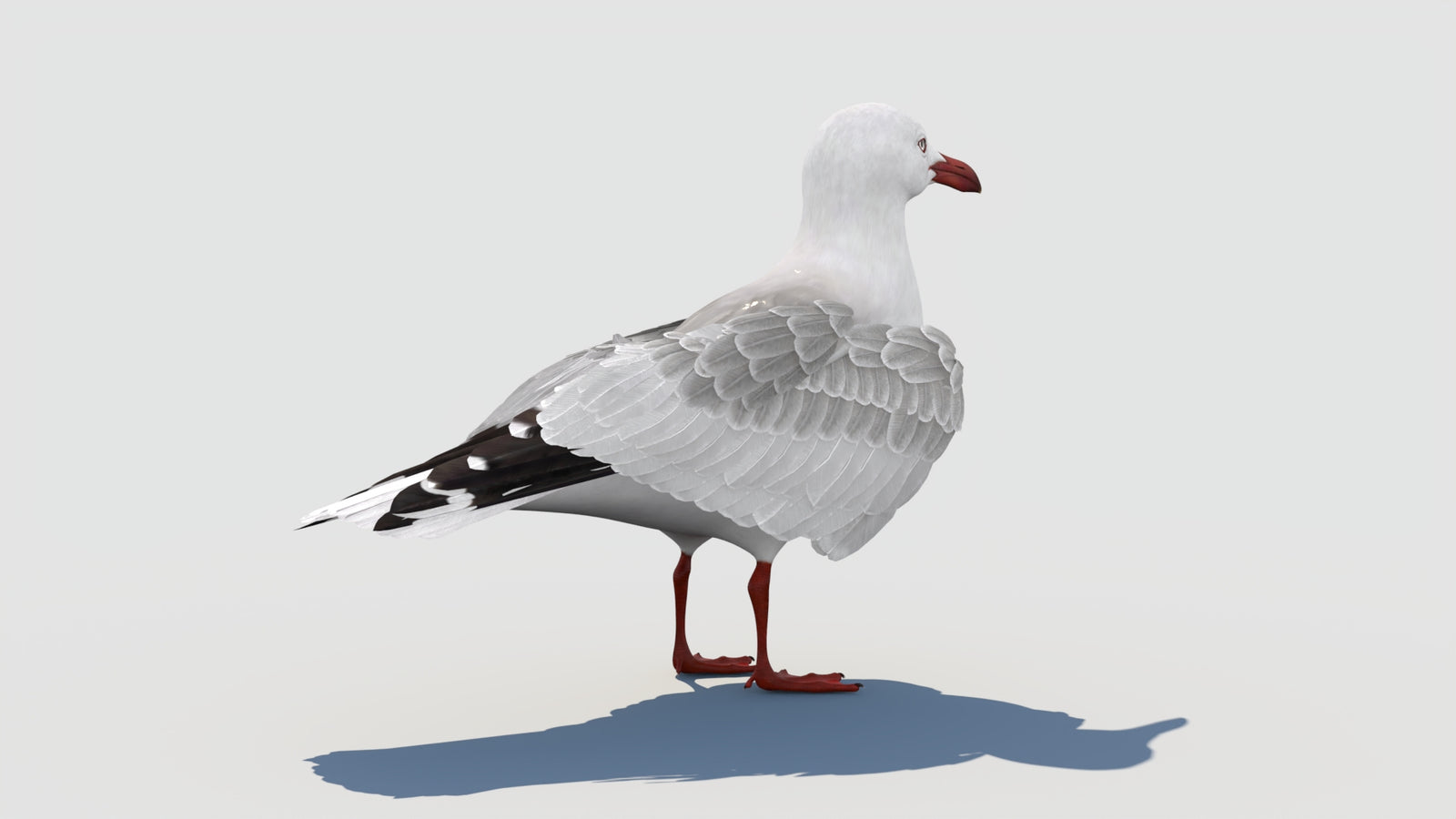 Animated Seagull 3D Model 360° view 1 frame 22