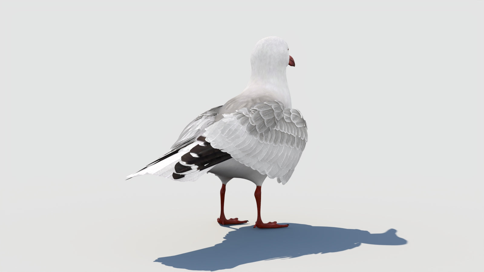 Animated Seagull 3D Model 360° view 1 frame 24