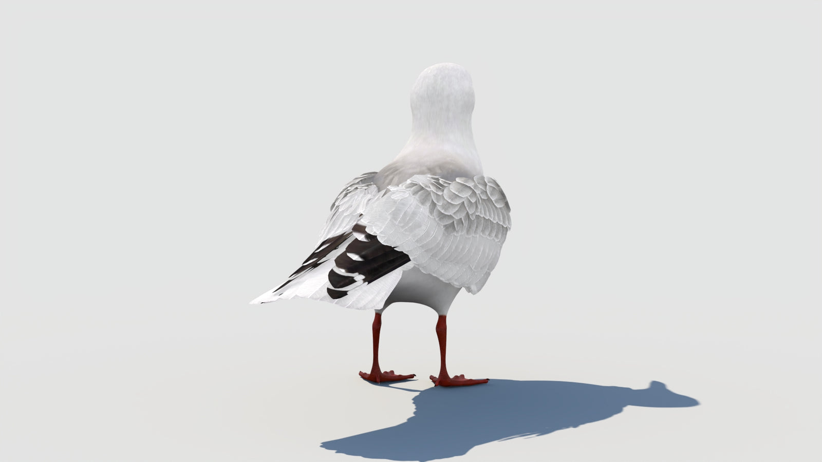 조작된 갈매기 3D 모델 360° view 1 frame 25