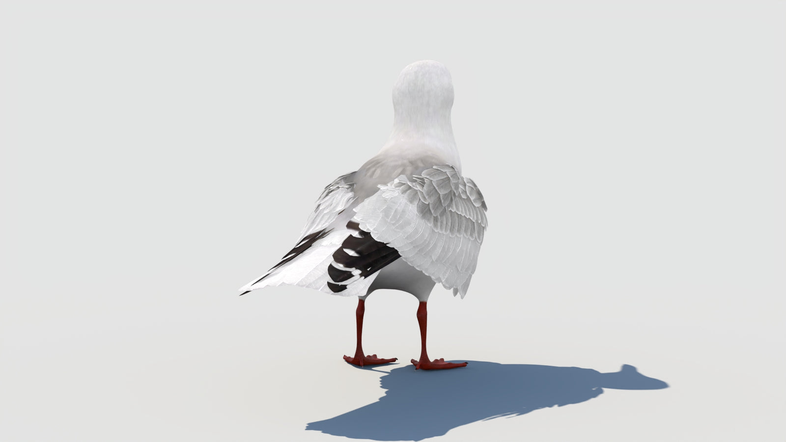 Animated Seagull 3D Model 360° view 1 frame 25