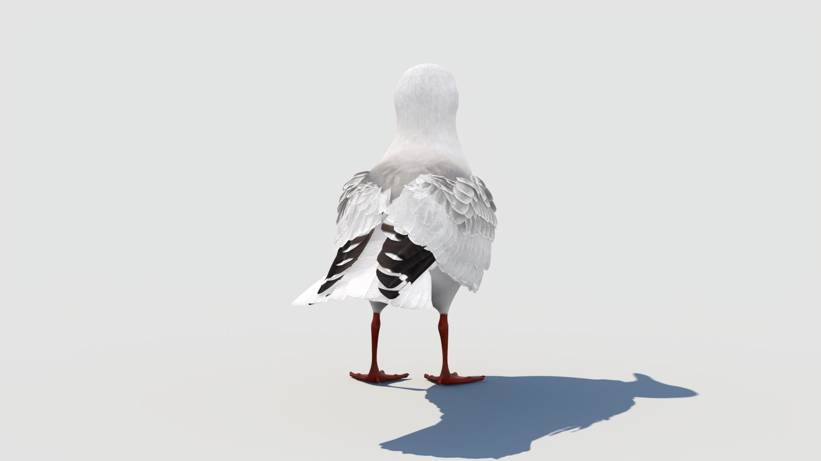 조작된 갈매기 3D 모델 360° view 1 frame 26