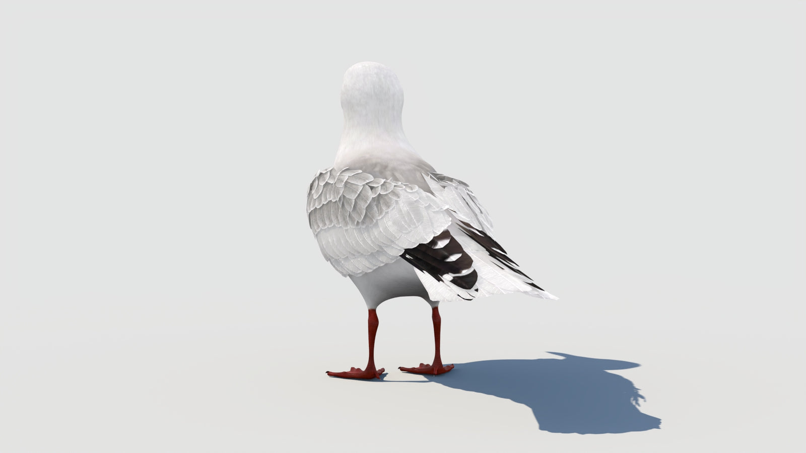 조작된 갈매기 3D 모델 360° view 1 frame 29