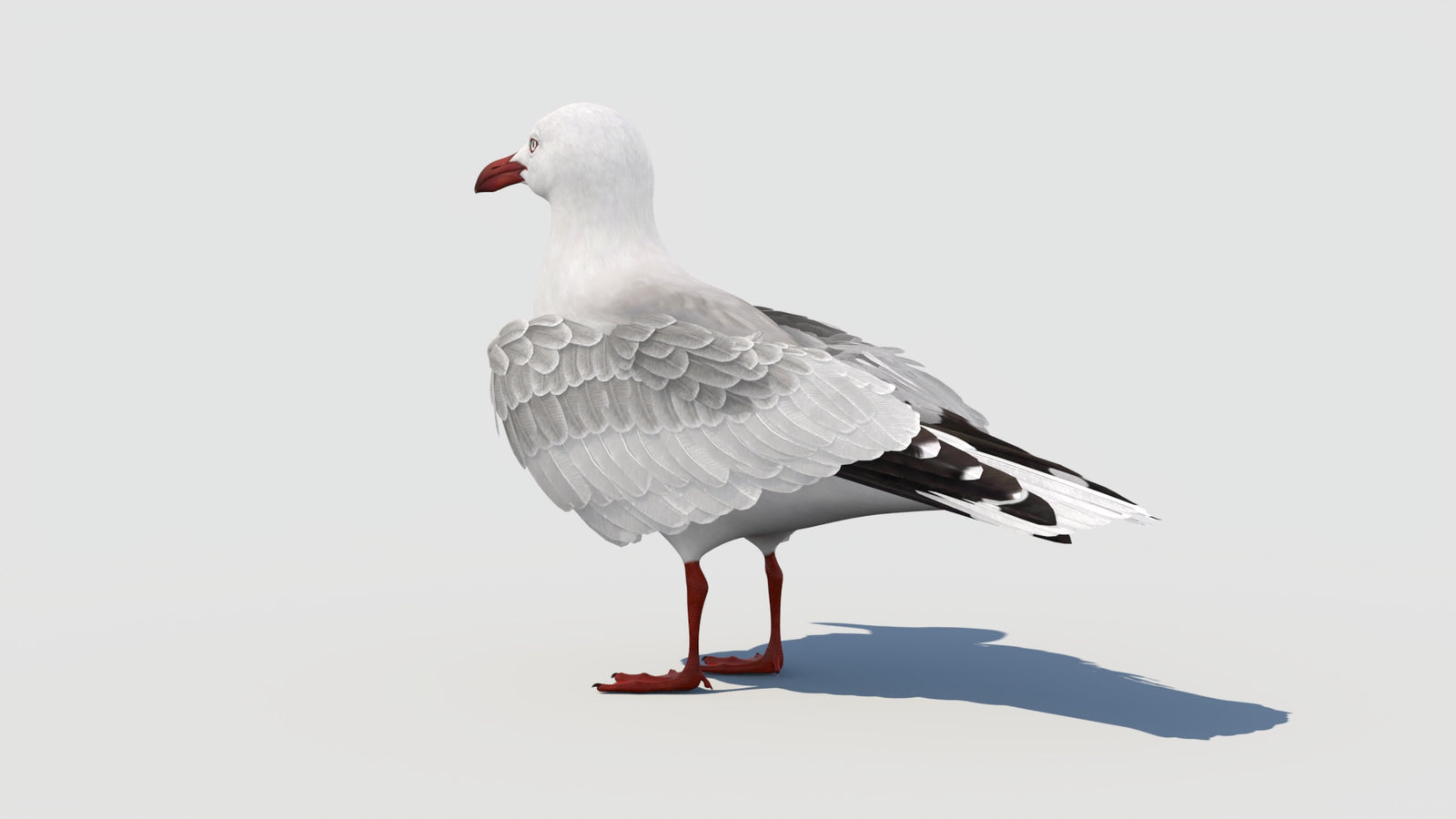 Animated Seagull 3D Model 360° view 1 frame 32