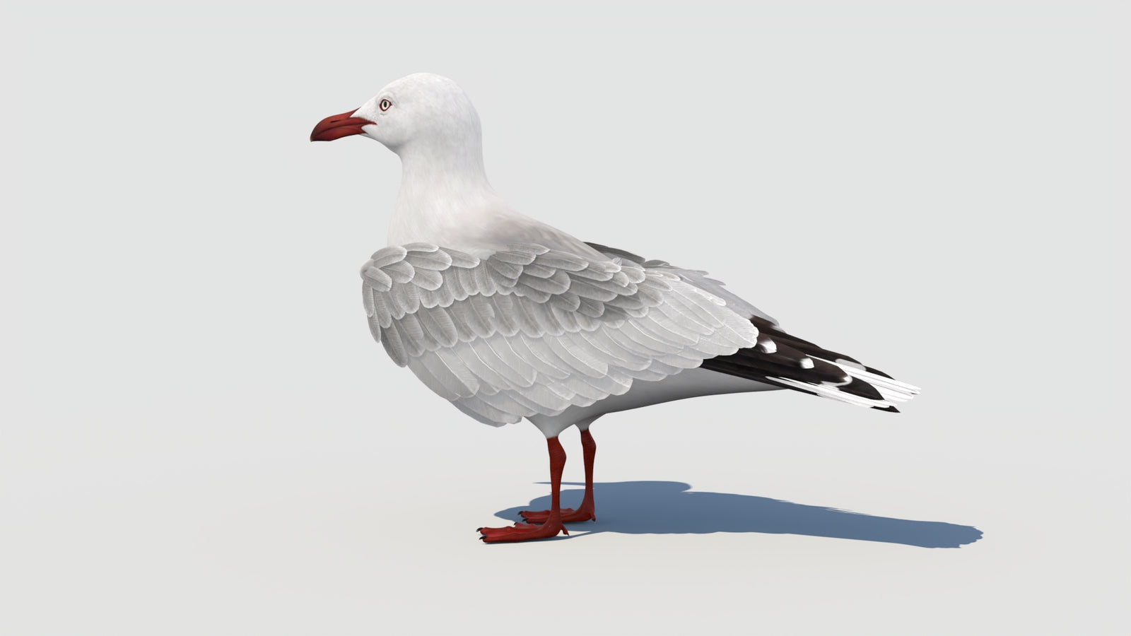 Animated Seagull 3D Model 360° view 1 frame 34