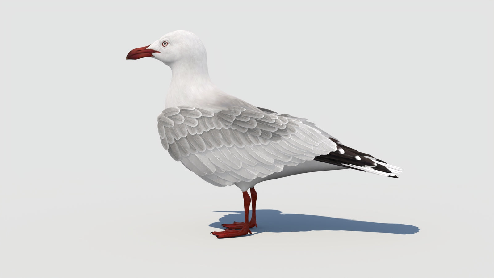 Animated Seagull 3D Model 360° view 1 frame 35