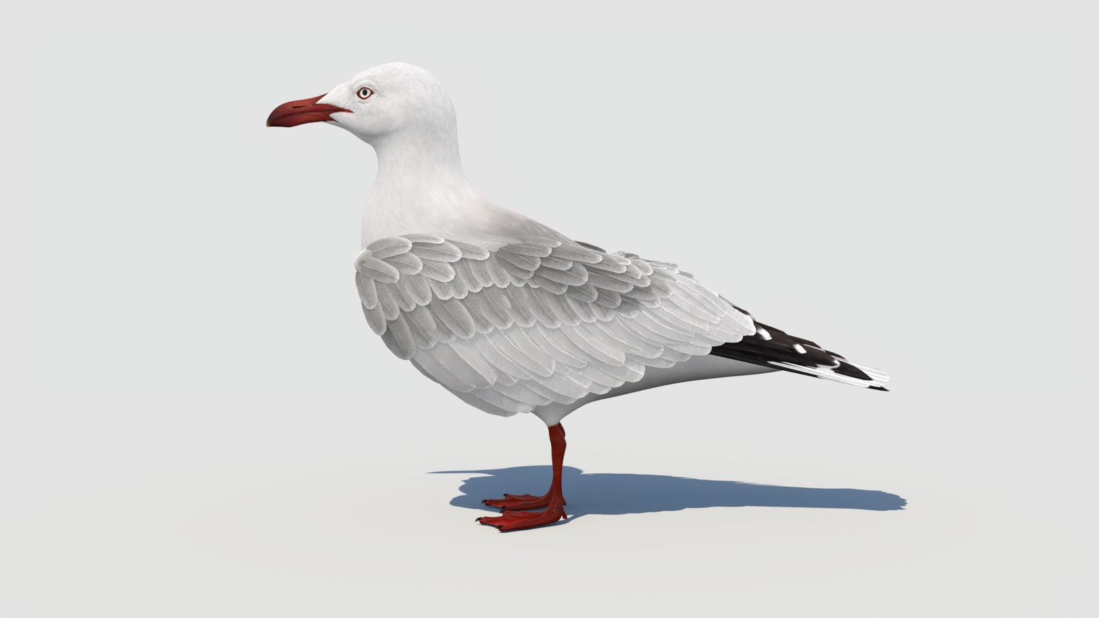 Animated Seagull 3D Model 360° view 1 frame 36
